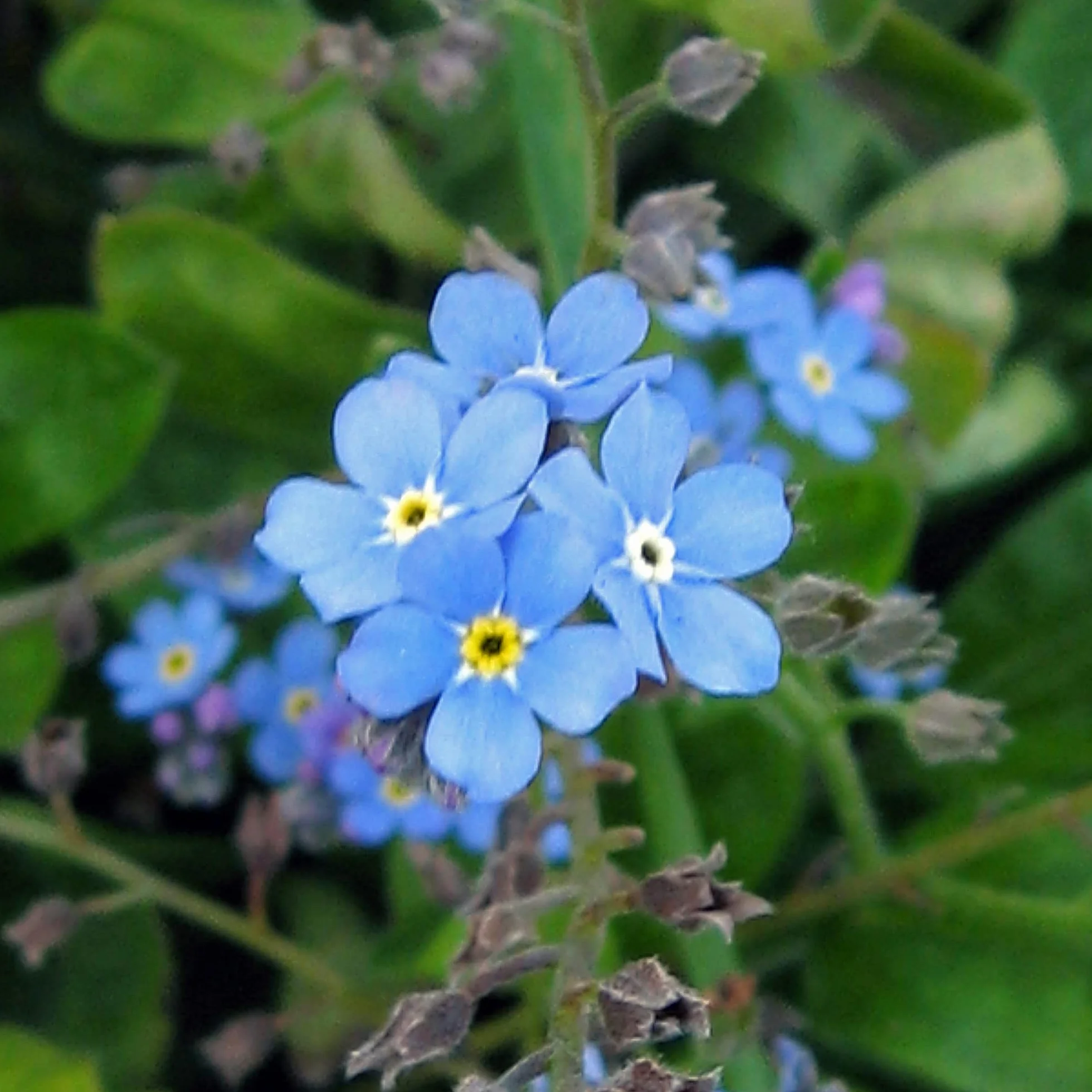 Niezapominajka błękitna (Myosotis sylvatica) 600 nasion
