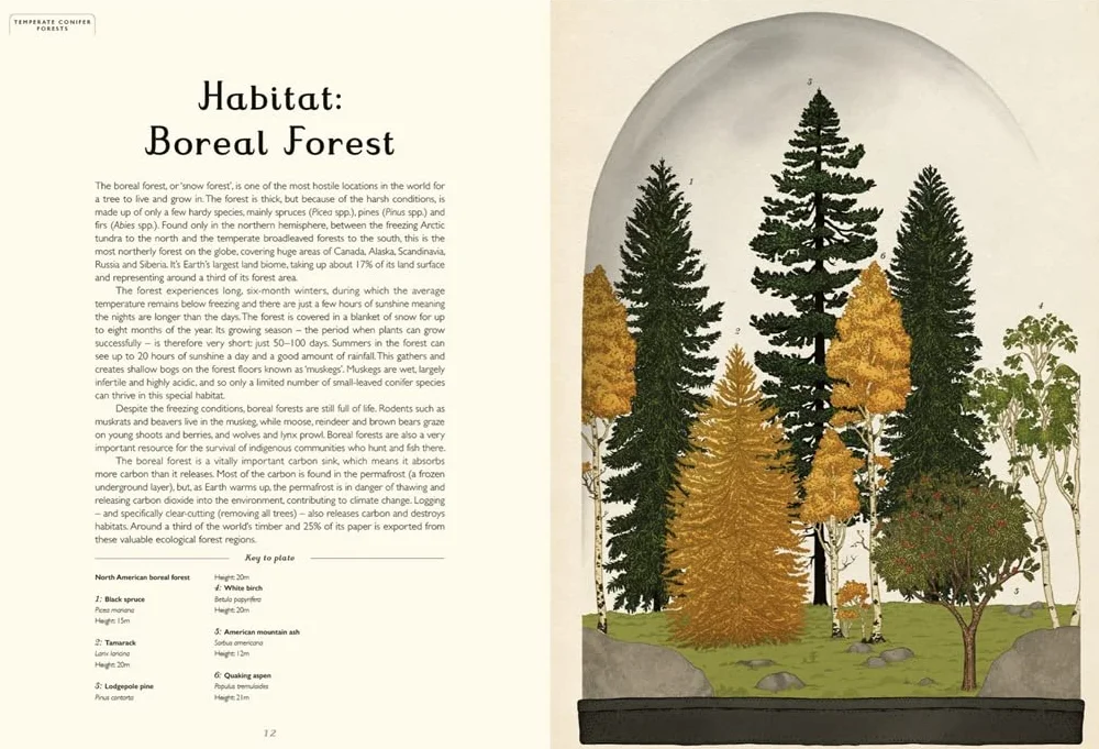 Arboretum: by Tony Kirkham and illustrator Katie Scott
