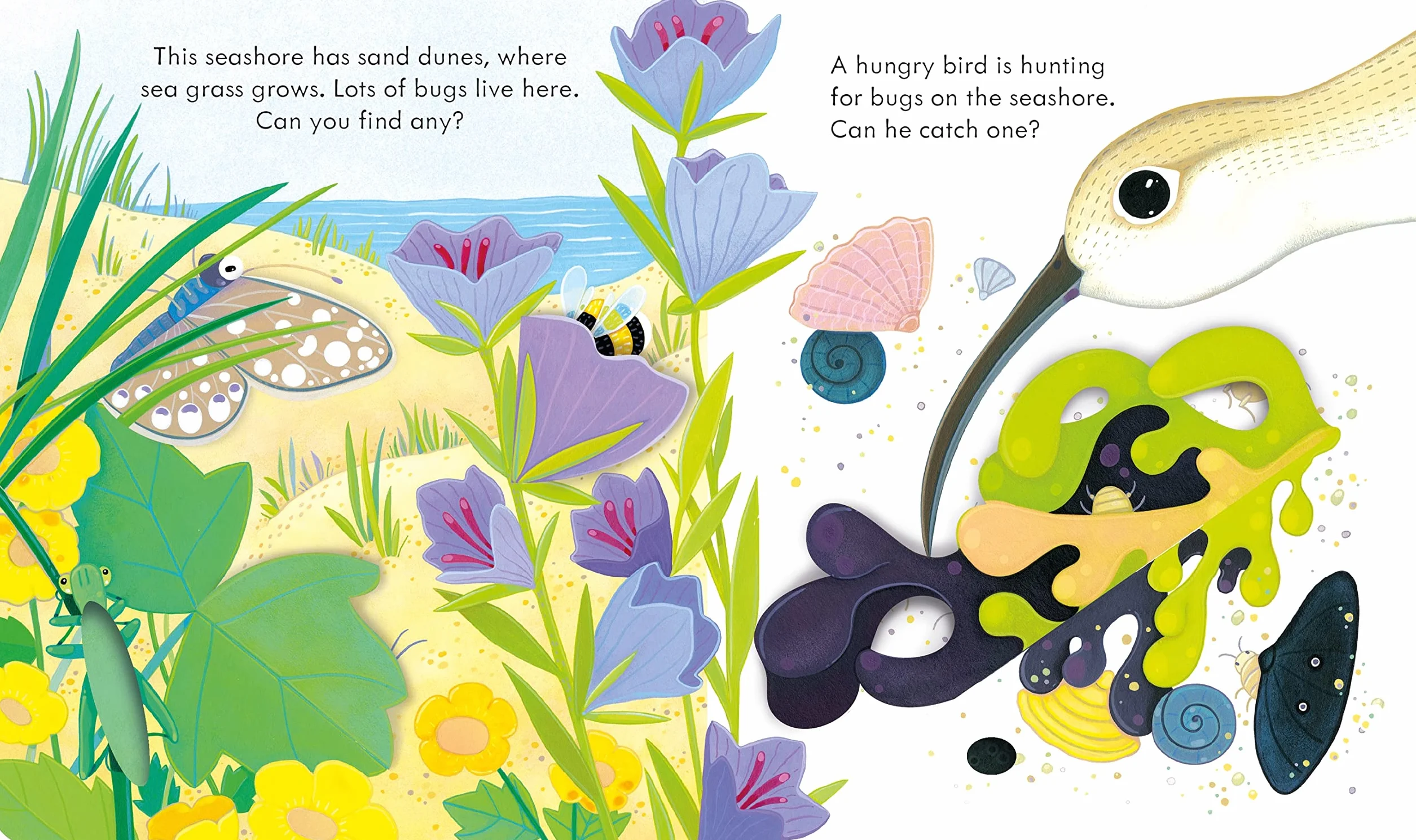 Peep Inside the Seashore