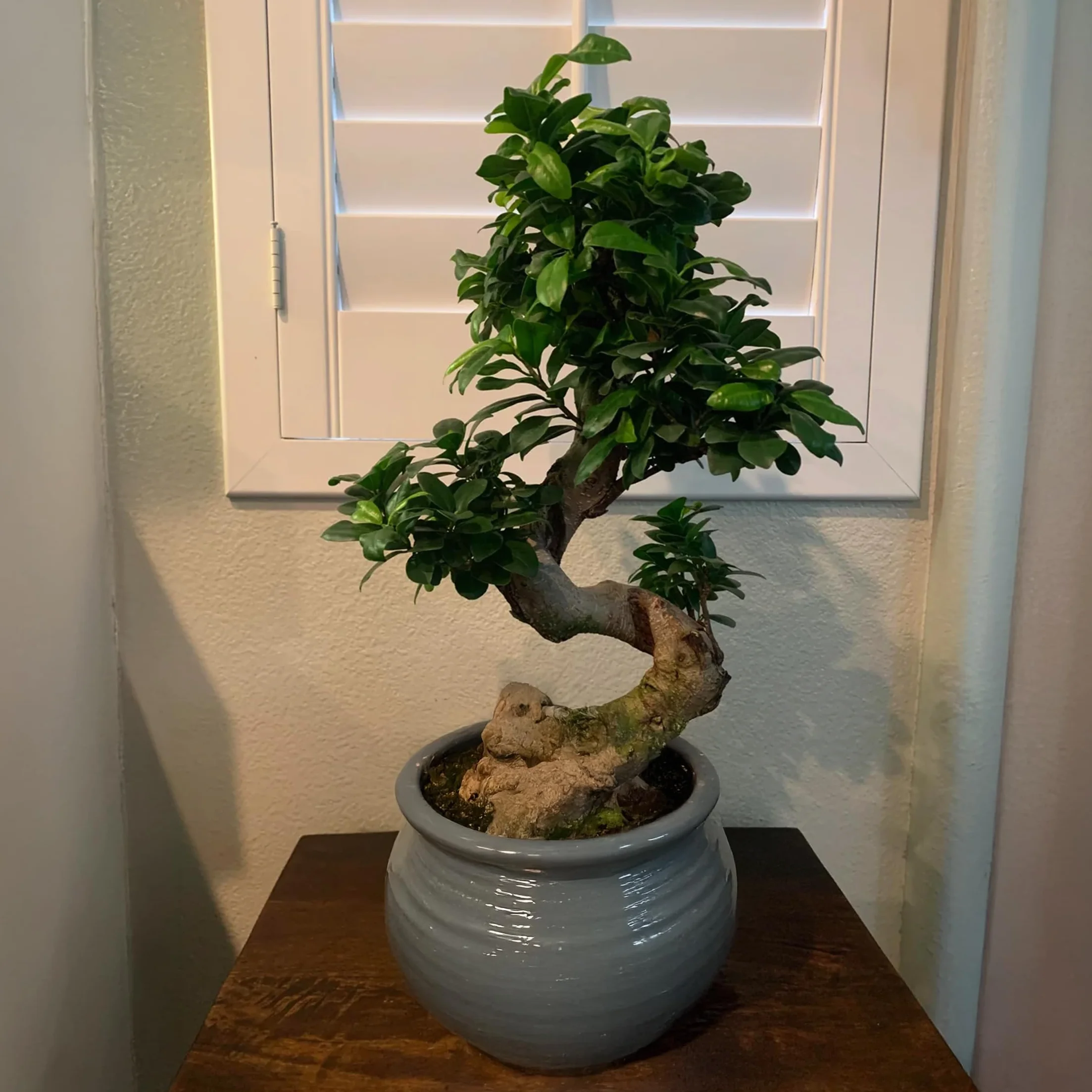 Plant in a Box - Ficus Ginseng S-Shape - Bonsai - Japański Bonsai - Doniczka 20cm - Wysokość 55-65cm