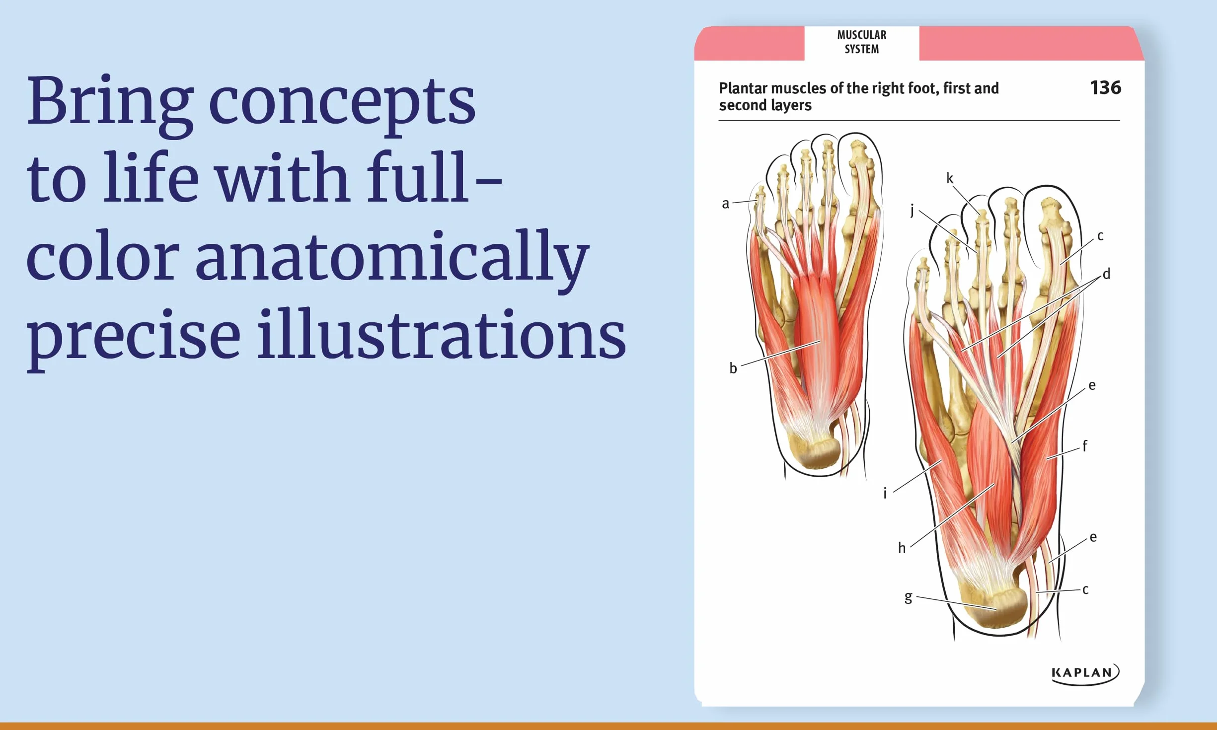 Anatomy Flashcards: 300 Flashcards with Anatomically Precise Drawings and Exhaustive Descriptions