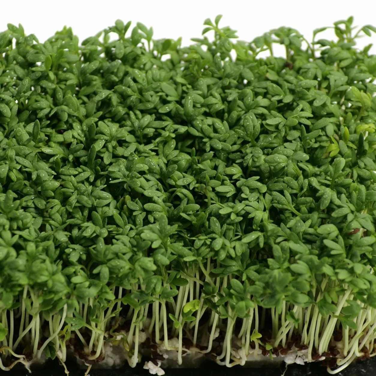 Organiczna rzeżucha (Lepidium sativum) - ok. 2000 nasion