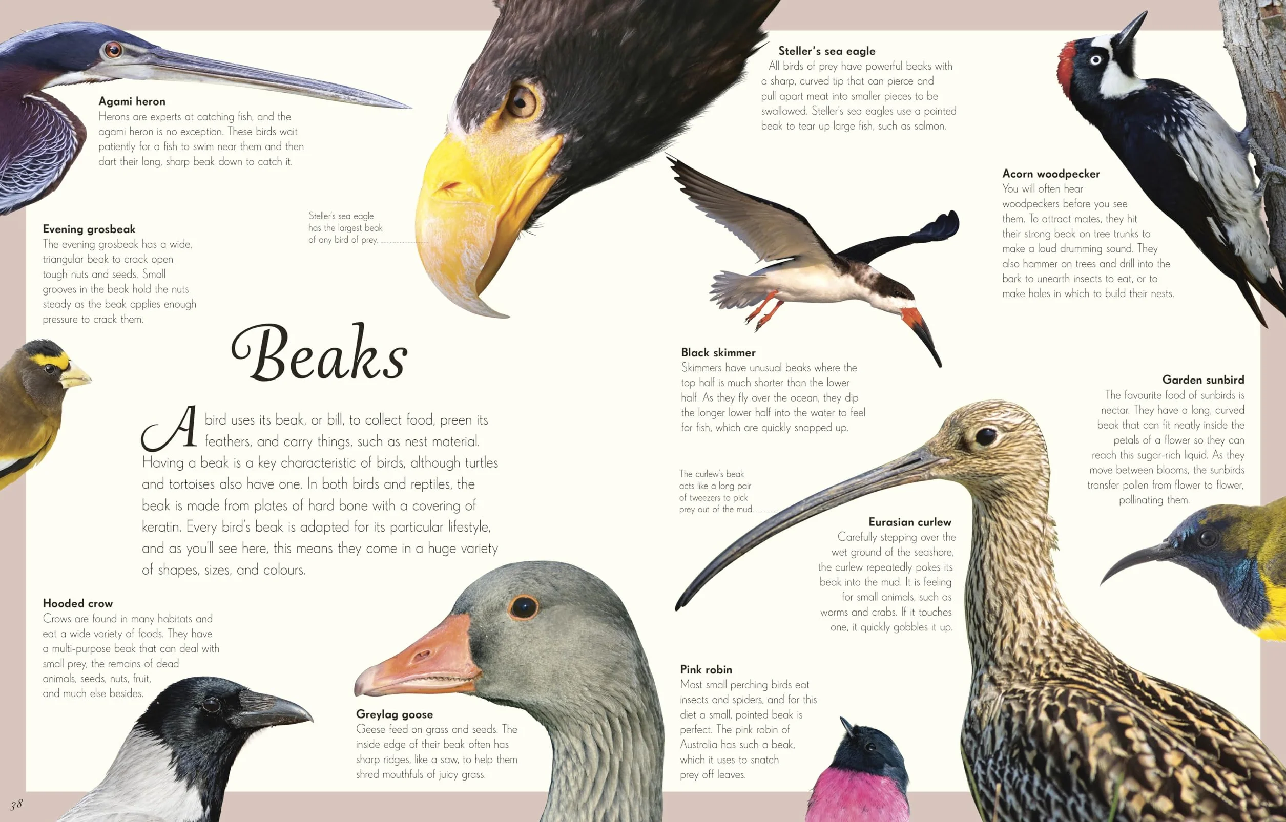 An Anthology of Exquisite Birds: Discover the Beauty of the Avian World