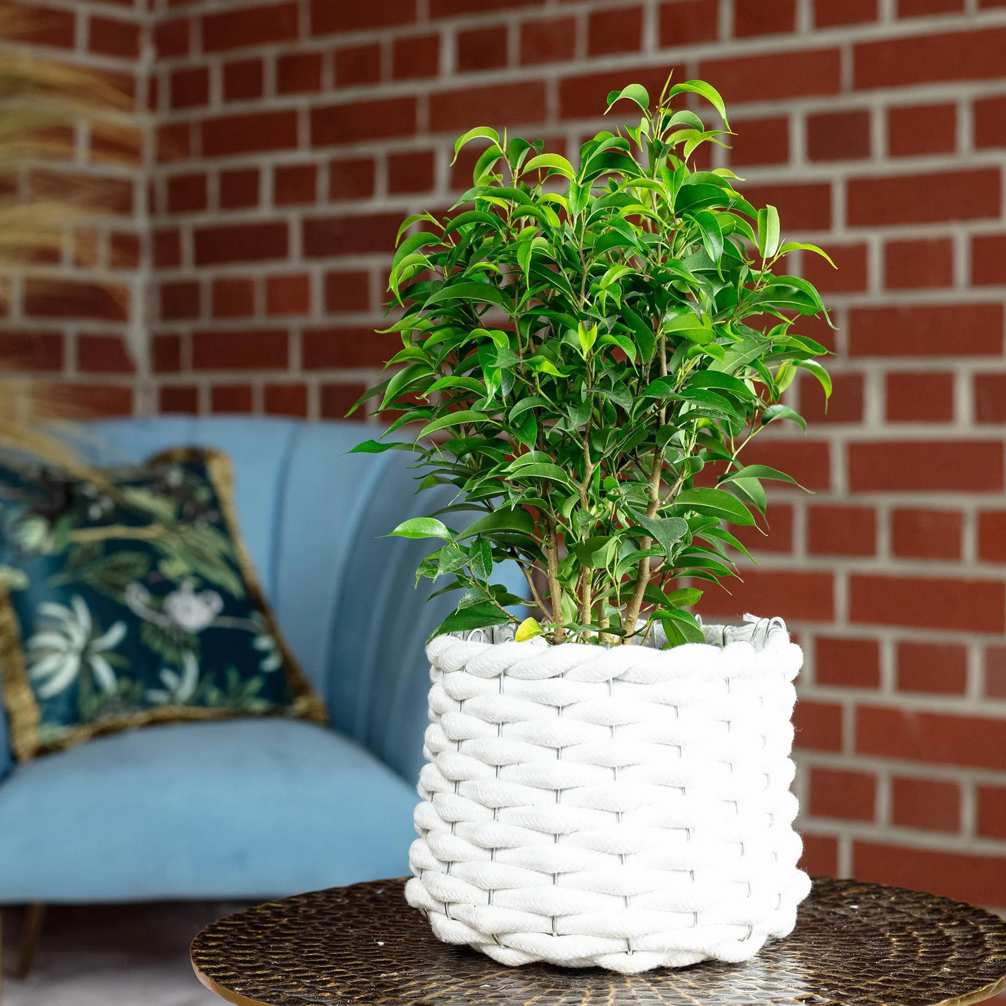 Figa brzozowa "Natasja" rozgałęziona - łatwa w pielęgnacji roślina pokojowa, Ficus benjamini - wysokość ok. 30 cm, średnica doniczki 12 cm