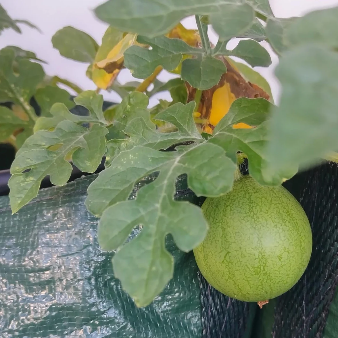 Arbuz 'Golden MIdget' (Citrullus lanatus) - ok. 5 nasion