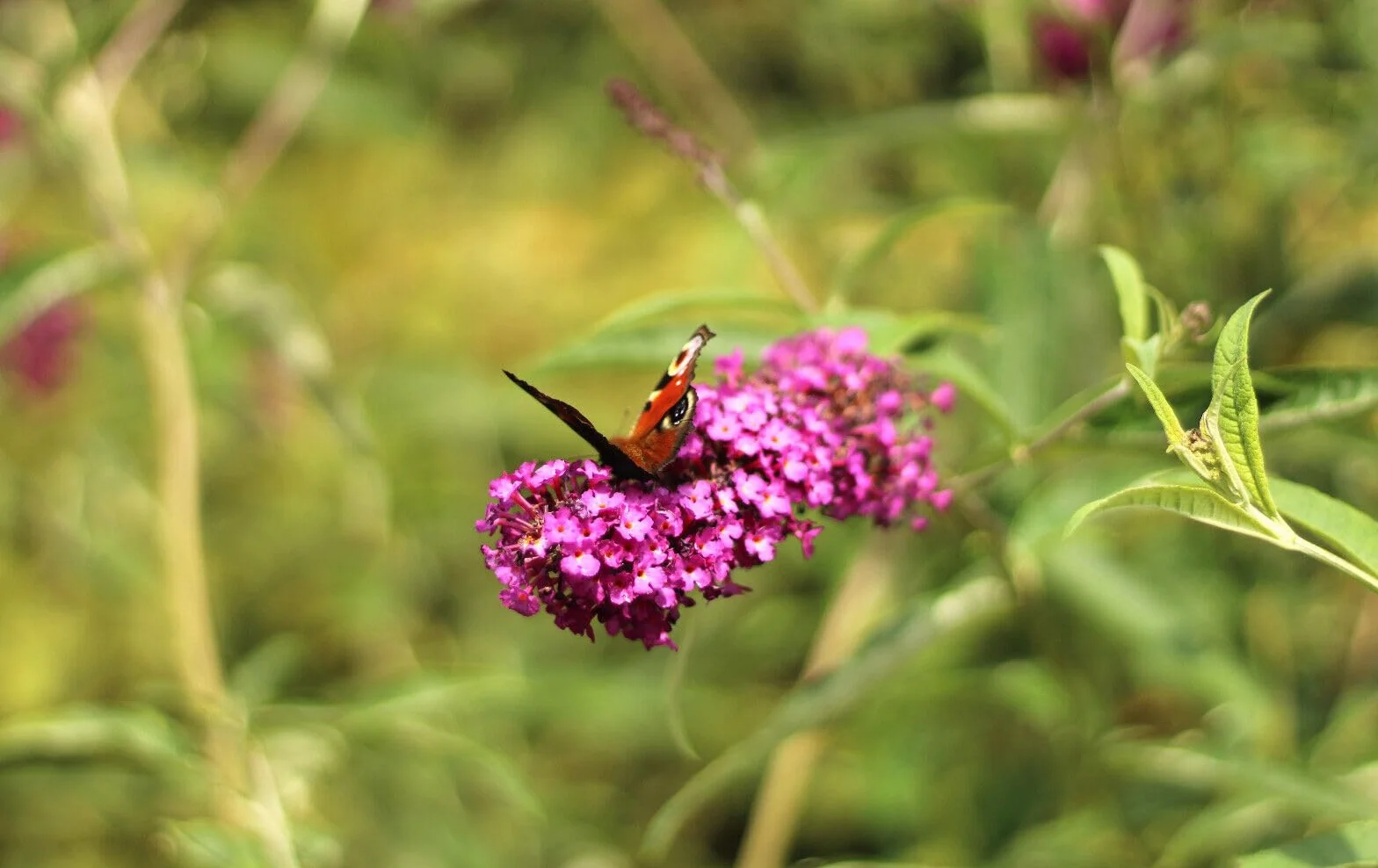Letni bzy krzew motyla "Buddleja Davidii Royal Red" 60-80 cm mrozoodporny hodowla na świeżym powietrzu