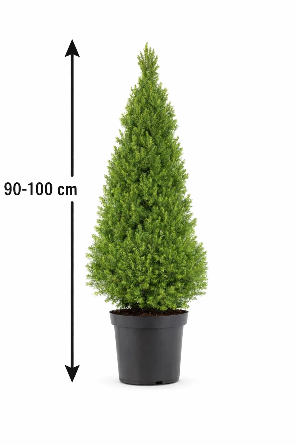 Picea glauca "Conica" świerk biały 90-100 cm – kompaktowa, odporna na mróz karłowata świerczyna idealna jako roślina doniczkowa, osłona przed wiatrem lub dekoracyjne drzewo solitairne do ogrodu