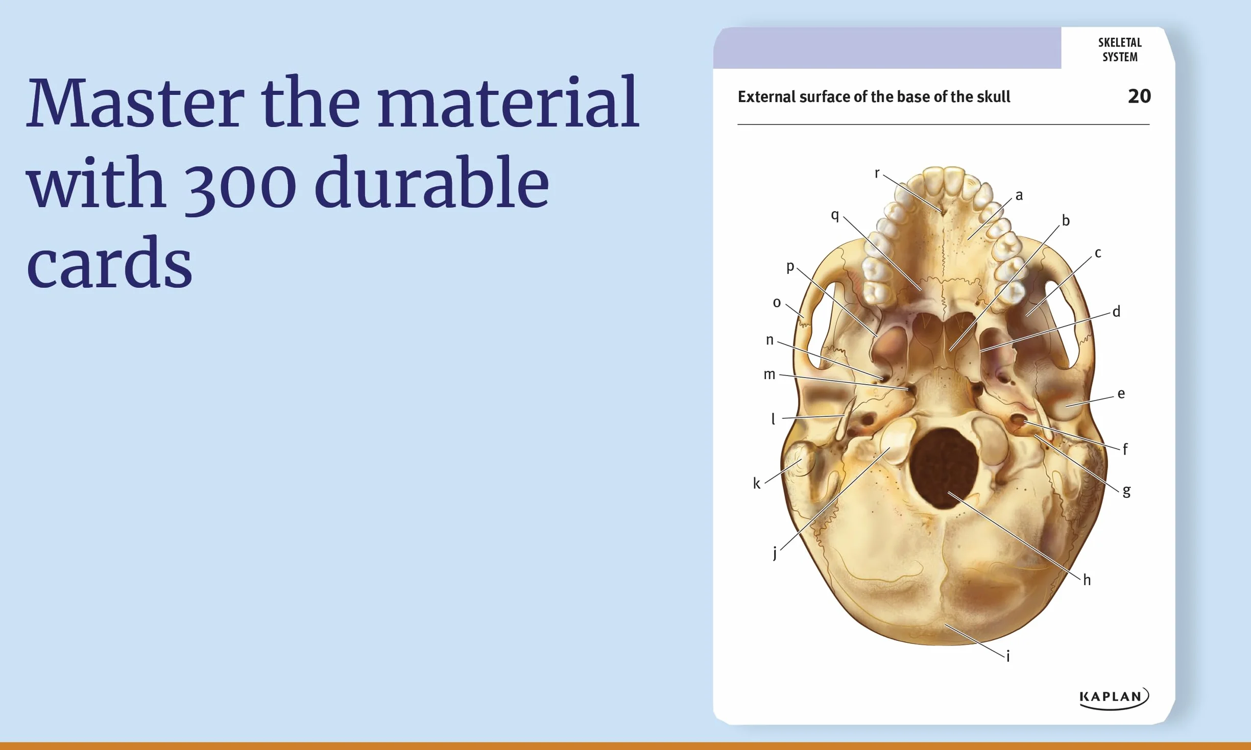 Anatomy Flashcards: 300 Flashcards with Anatomically Precise Drawings and Exhaustive Descriptions