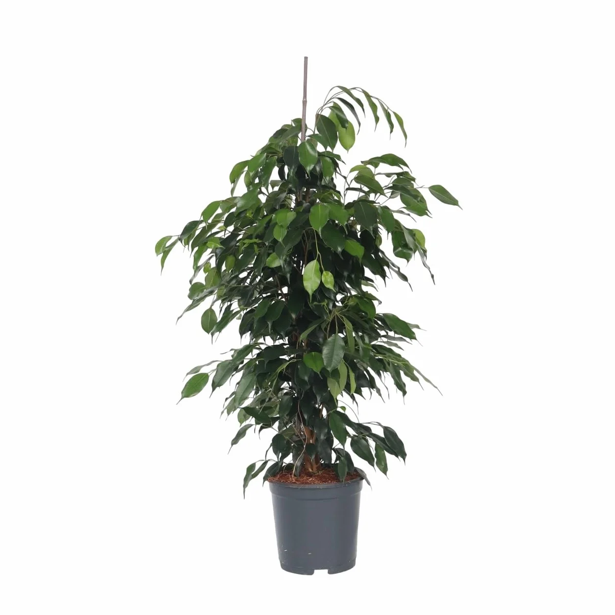 Plant in a Box - Ficus benjamina Danielle - Real Houseplant Large - Fiddle Plant - Doniczka 21cm - Wysokość 100-110cm