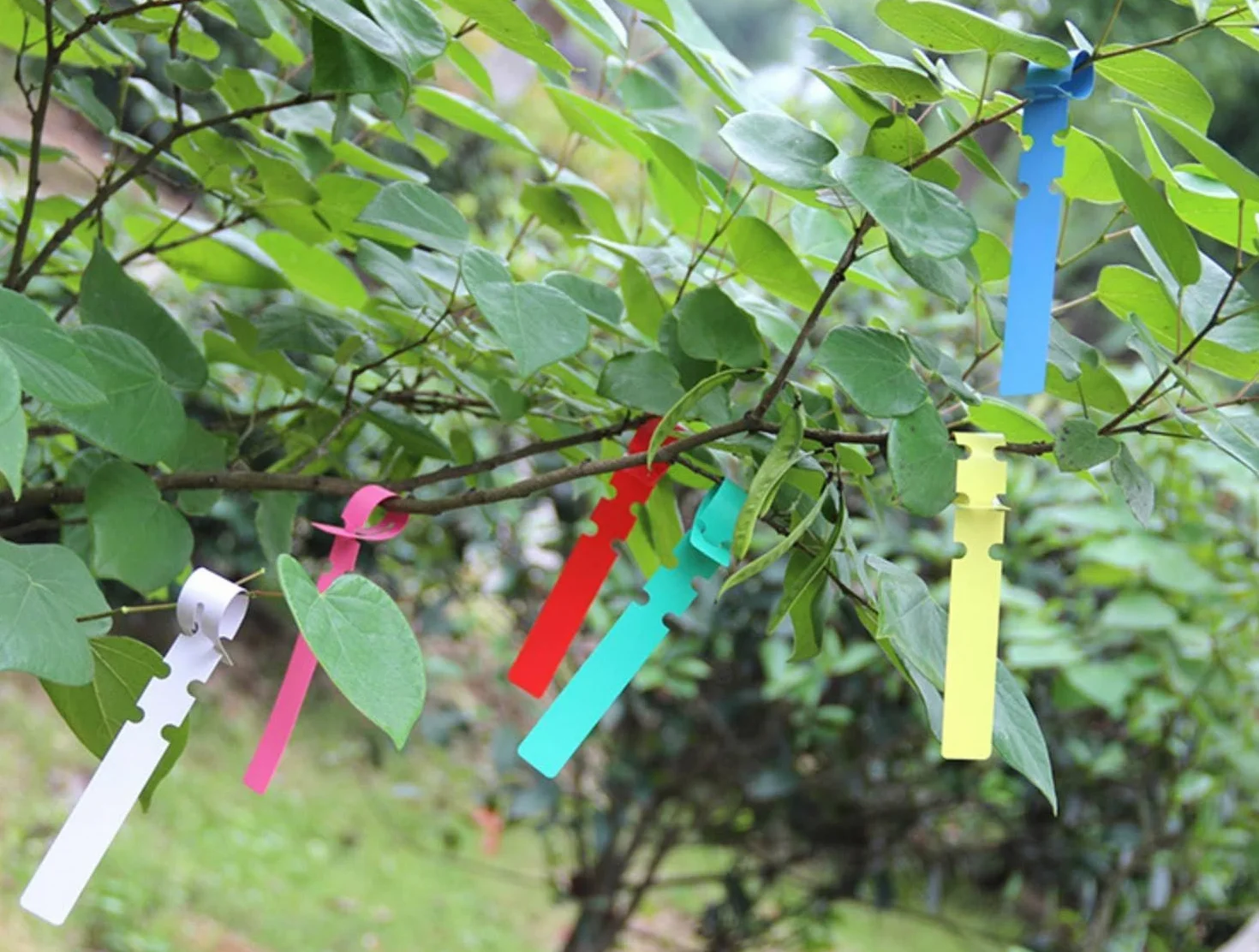 Etykiety ogrodowe, etykiety do roślin, plastikowe pętelki, etykiety do roślin, etykiety ogrodowe, wielokrotnego użytku na zewnątrz, do ogrodu, 6 kolorów (300 szt.).