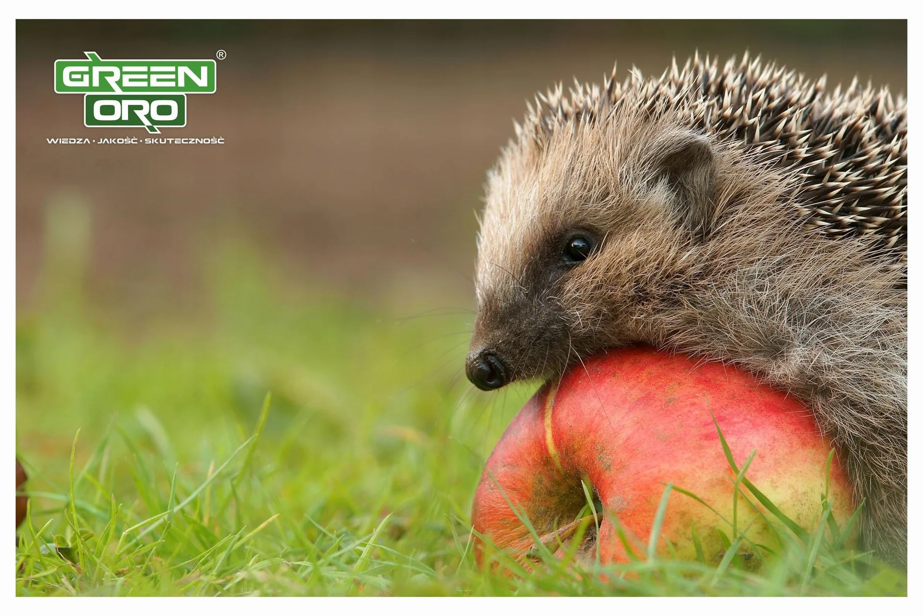 GREEN AKI 5KG - Jesienny, wysoko skoncentrowany nawóz do trawników, traw ozdobnych i traw pampasowych.