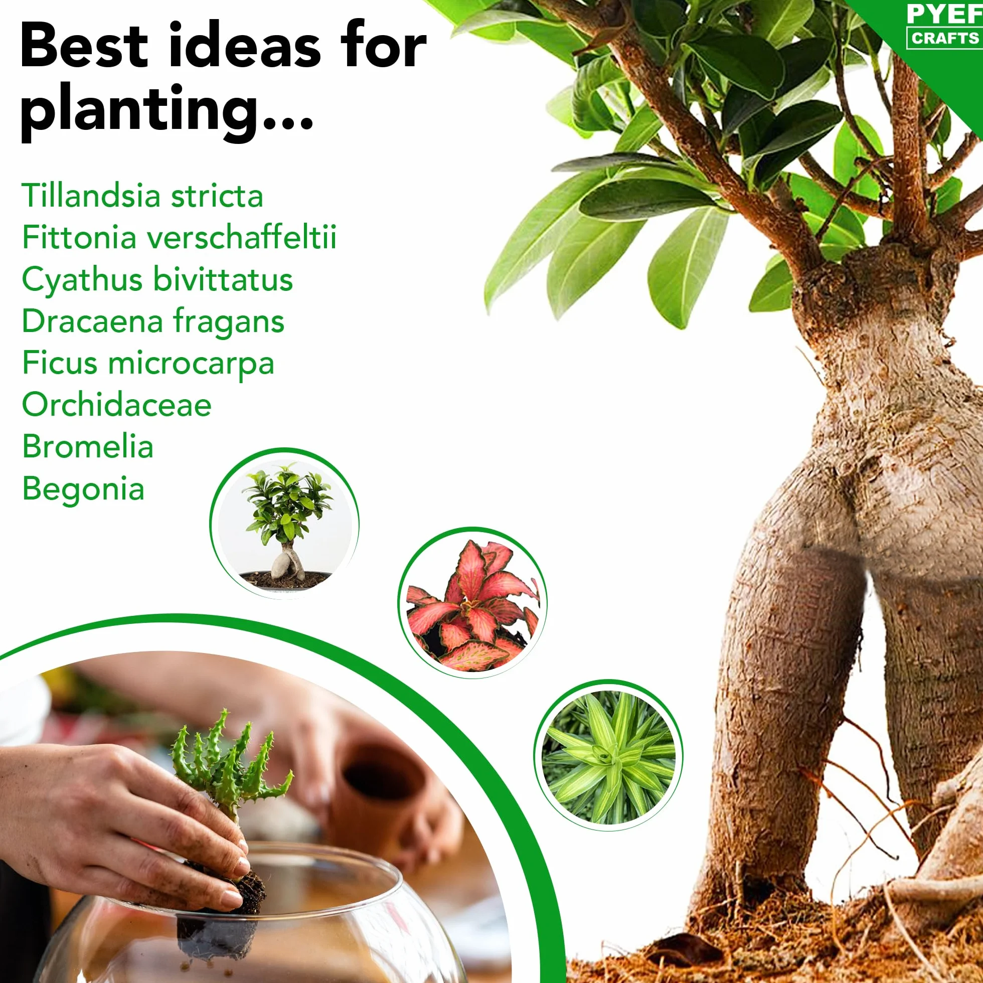 Zestaw do terrarium DIY dla roślin, zestaw startowy do ogrodu w butelce, samowystarczalny ekosystem, zestaw do terrarium ze słoikiem, mchem, ziemią, węglem aktywowanym, kamieniami i narzędziami (bez