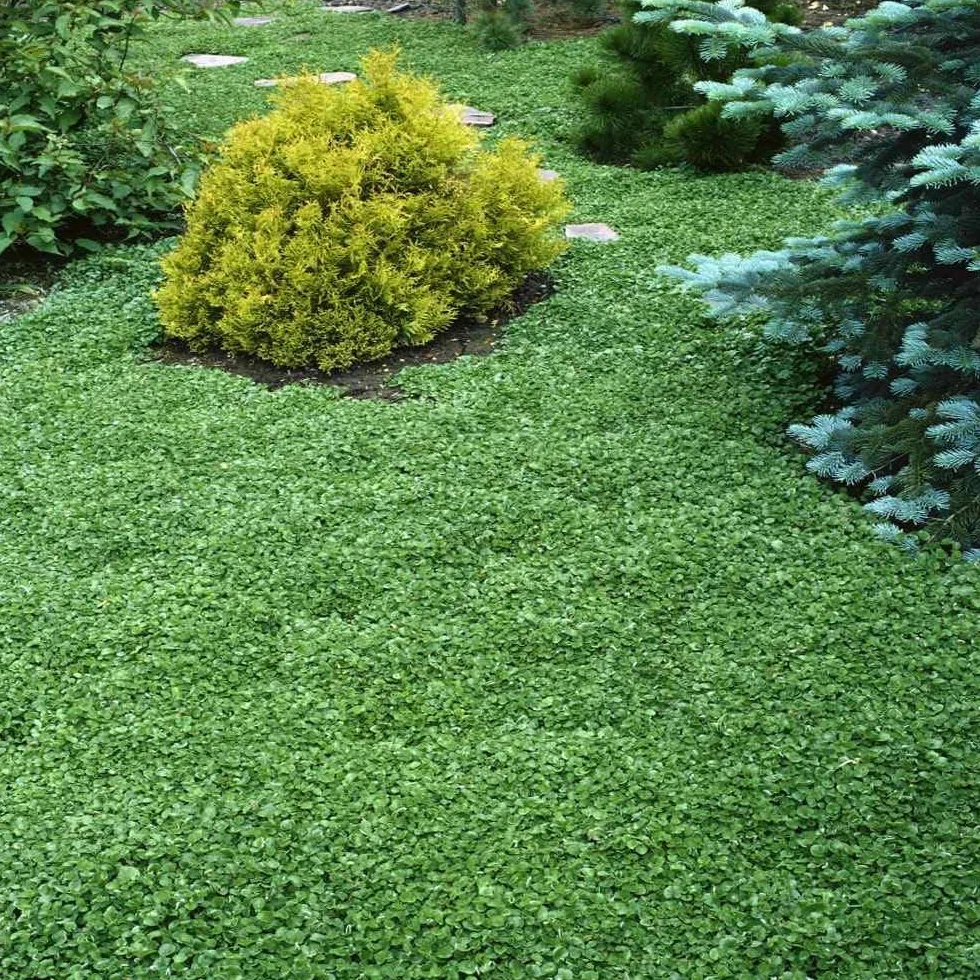 R&R SHOP - Nasiona trawnika, Dichondra Repens, Origin USA, odporne i dekoracyjne (200gr - 20mq)