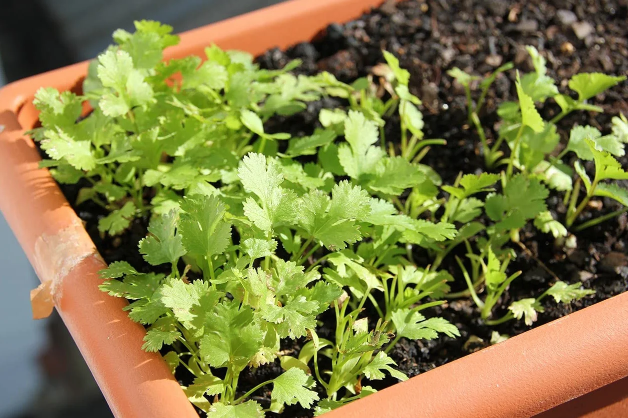 Partia 500 nasion włoskiej pietruszki olbrzymiej - Tradycyjna i bardzo aromatyczna roślina - Niezastąpiona w kuchni - 100% naturalna - Gustowna jakość - Gwarancja kiełkowania - 100% powtarzalności
