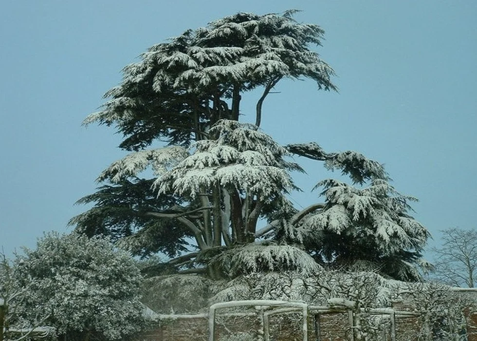 SAFLAX - Liban - Cedr - 20 Nasiona - Z pożywką wolną od zarazków - Cedrus libani