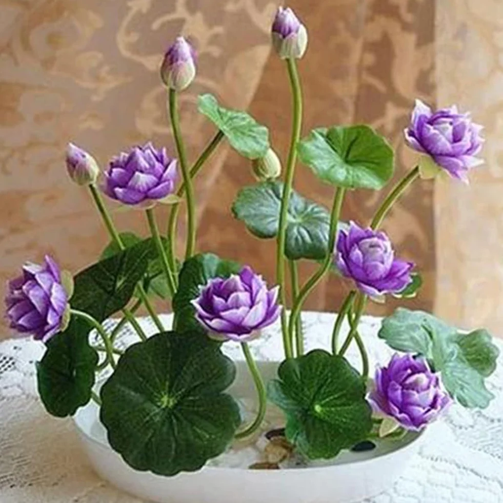 Nasiona Lotosu, 50 Sztuk Mieszane Kolory Miska Nasiona Lotosu Bonsai Roślina Dom Ogród Dekoracje Kwiatowe Miska Nasion Lotosu