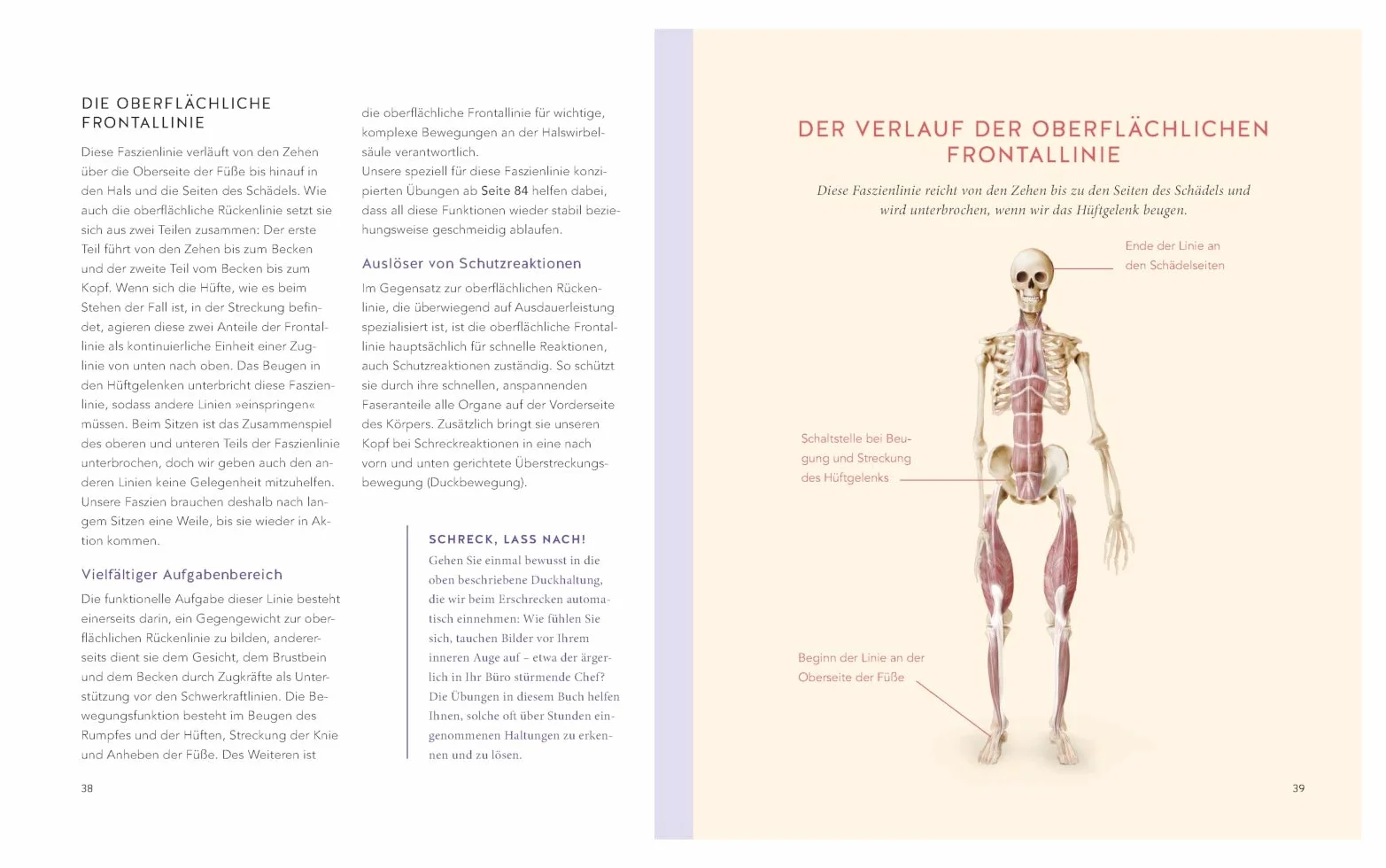 Faszientraining: Mehr Beweglichkeit, Gesundheit und Dynamik
