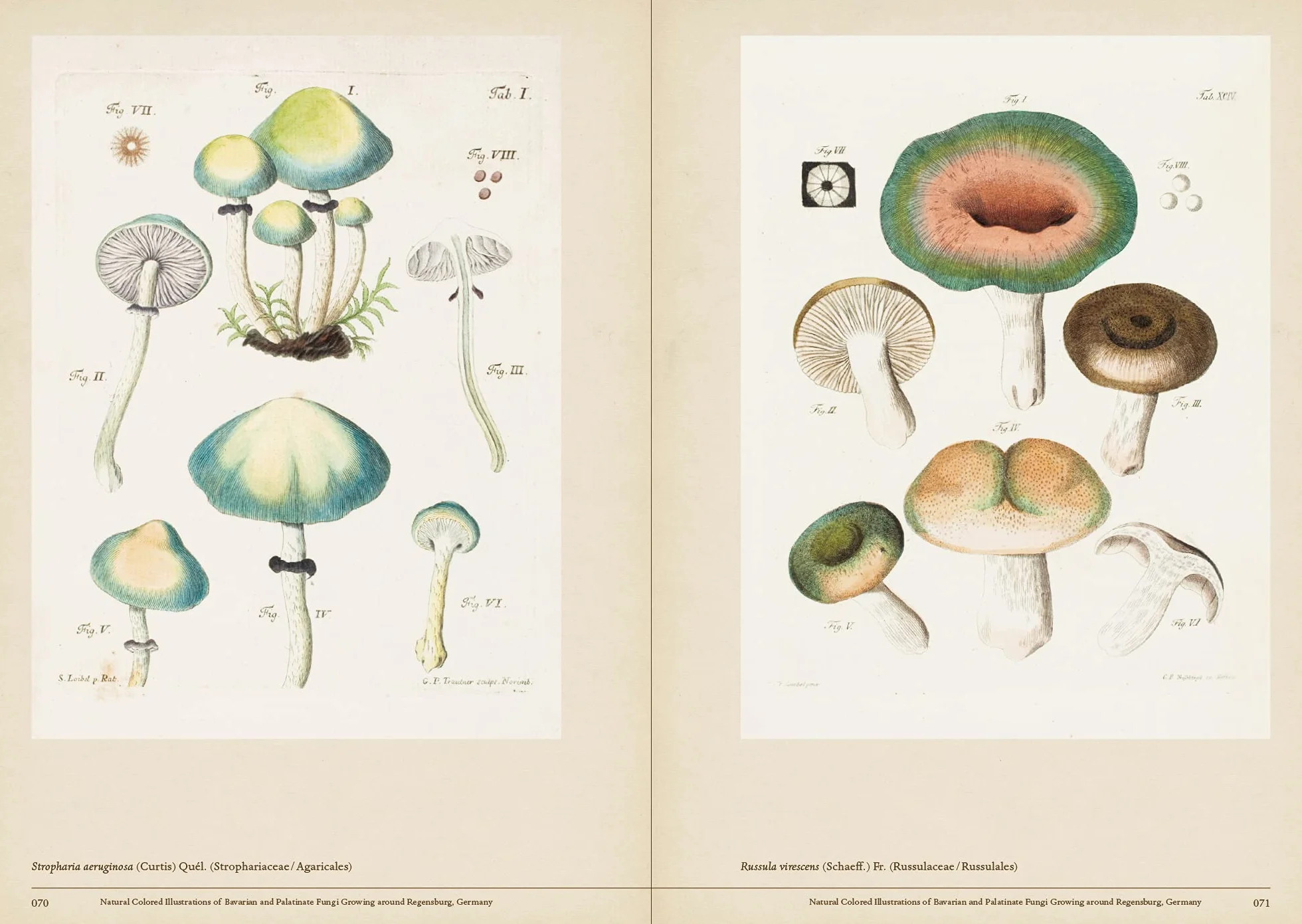Mushroom Botanical Art /anglais