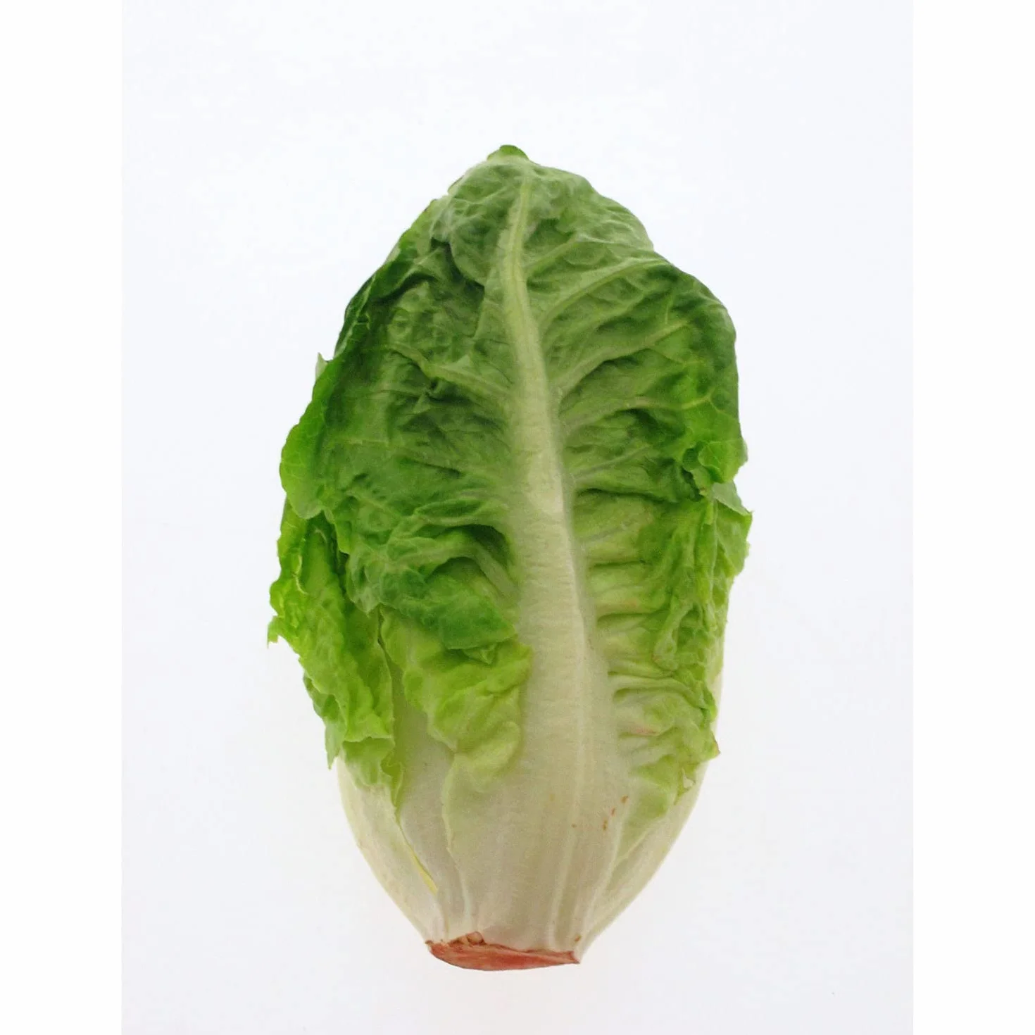 Sałata rzymska 'Little Gem' (Lactuca sativa) 500 nasion Serca sałatowe Sałata rzymska