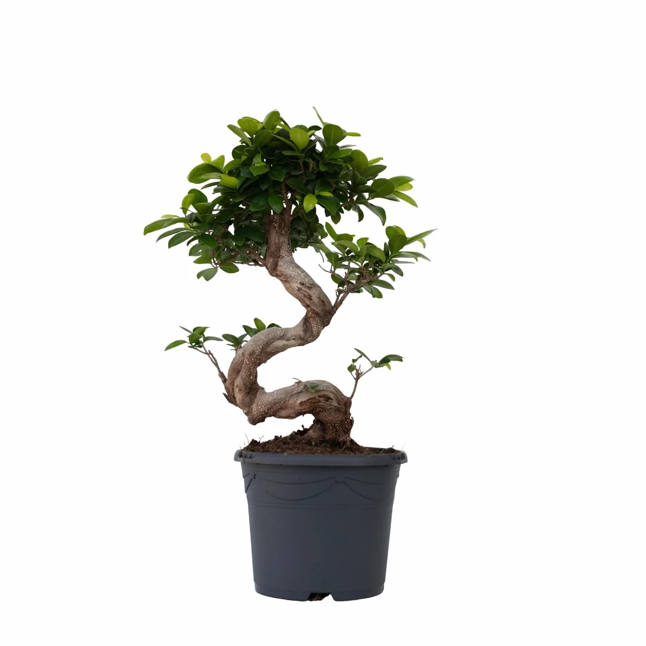 Plant in a Box - Ficus Ginseng S-Shape - Bonsai - Japański Bonsai - Doniczka 20cm - Wysokość 55-65cm