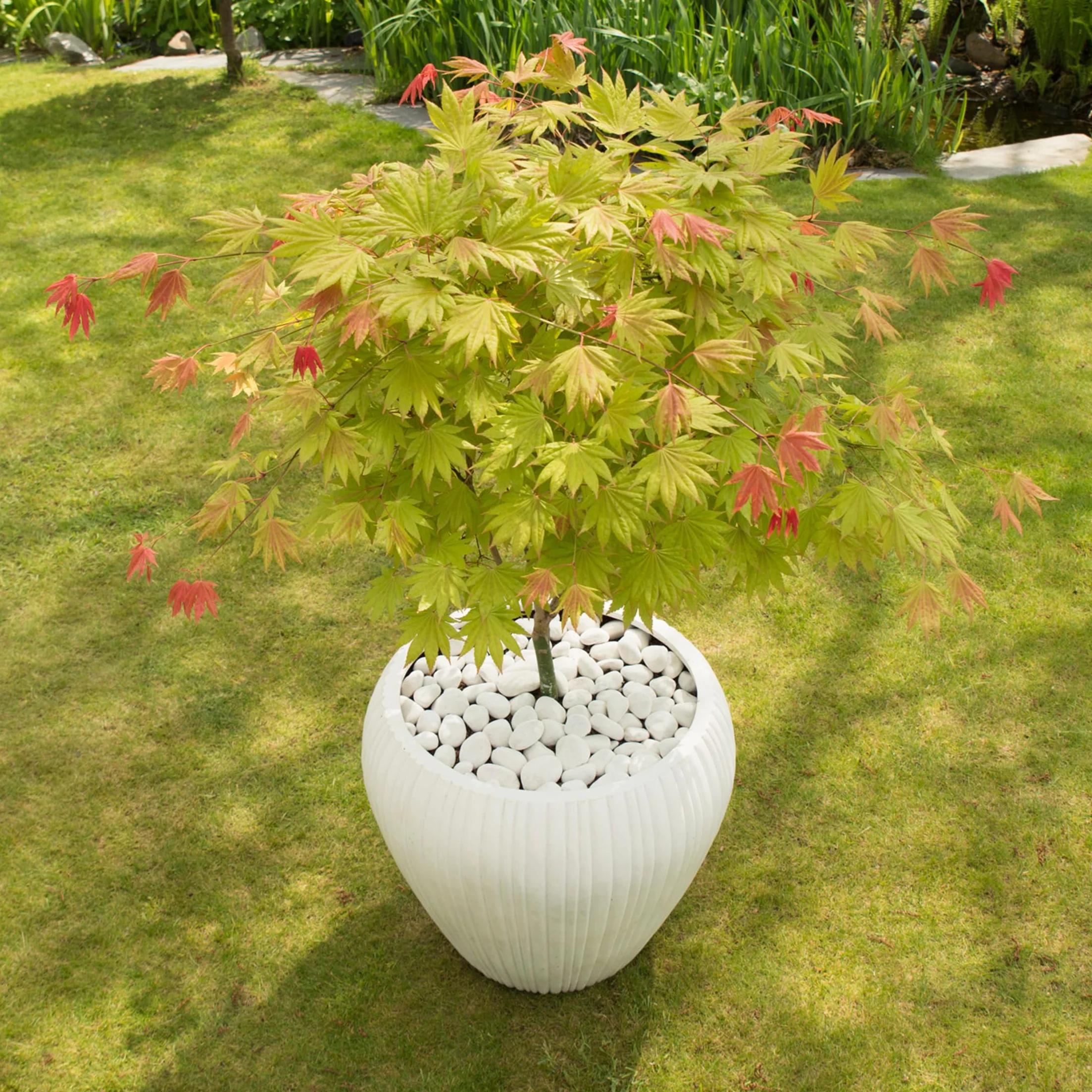 Plant in a Box - Acer palmatum 'Moonrise' - klon japoński Odporny na zimę - Doniczka 19cm - Wysokość 40-50cm