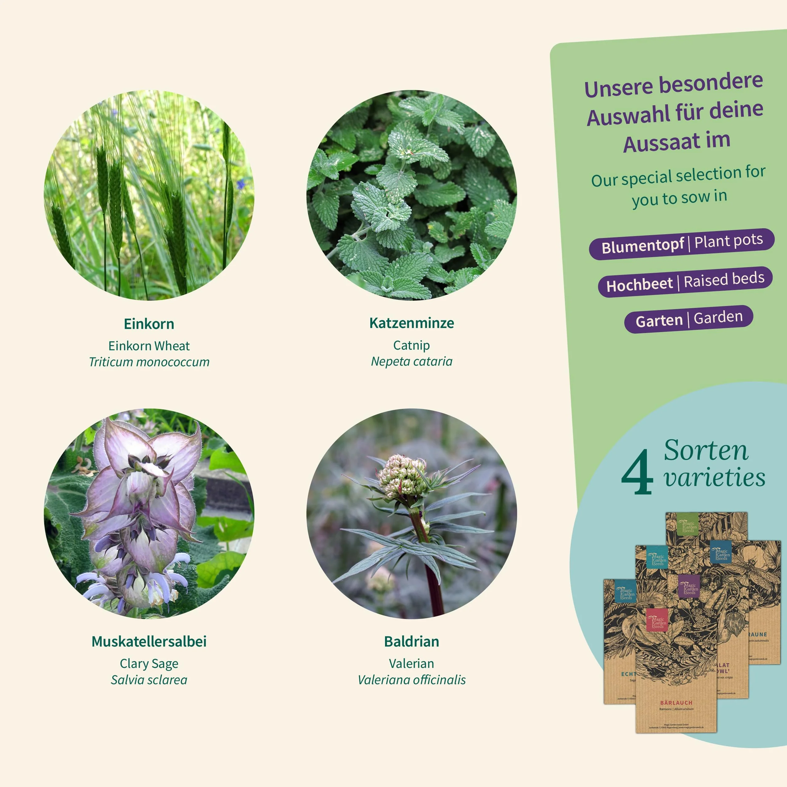 Magic Garden Seeds - Kocie zioła: kocimiętka, waleriana, szałwia muszkatołowa i trawa dla kotów – pudełko na nasiona z 4 ziołami do zabawy, gryzienia i relaksu