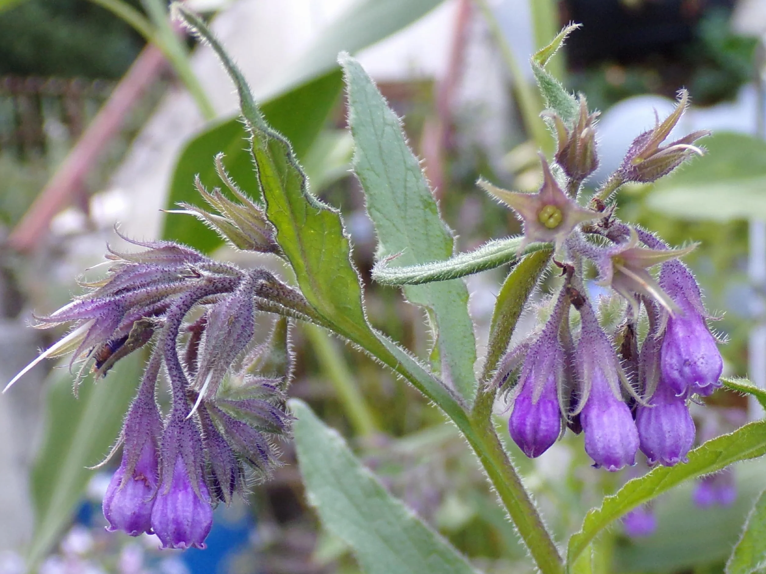 Żywokost NT - Symphytum Officinale (zielony nawóz) SEM14