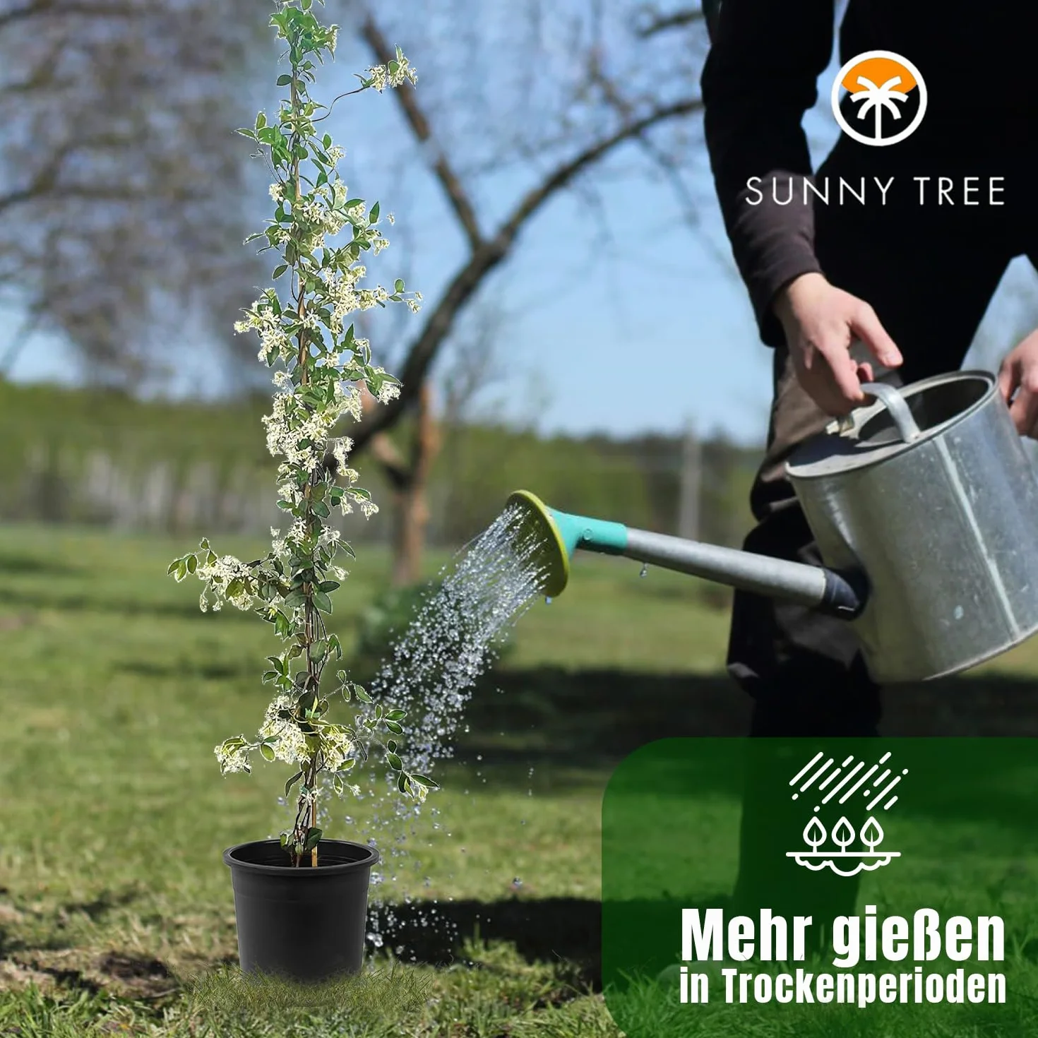 Sunny Tree - 2 szt. jaśmin - toskański jaśmin - Trachelospermum Jasminoides - 120 cm - Roślina pnąca - Mrozoodporna - A+