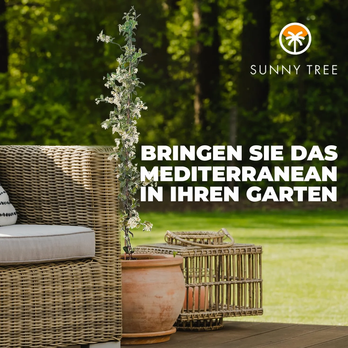 Sunny Tree - 2 szt. jaśmin - toskański jaśmin - Trachelospermum Jasminoides - 120 cm - Roślina pnąca - Mrozoodporna - A+