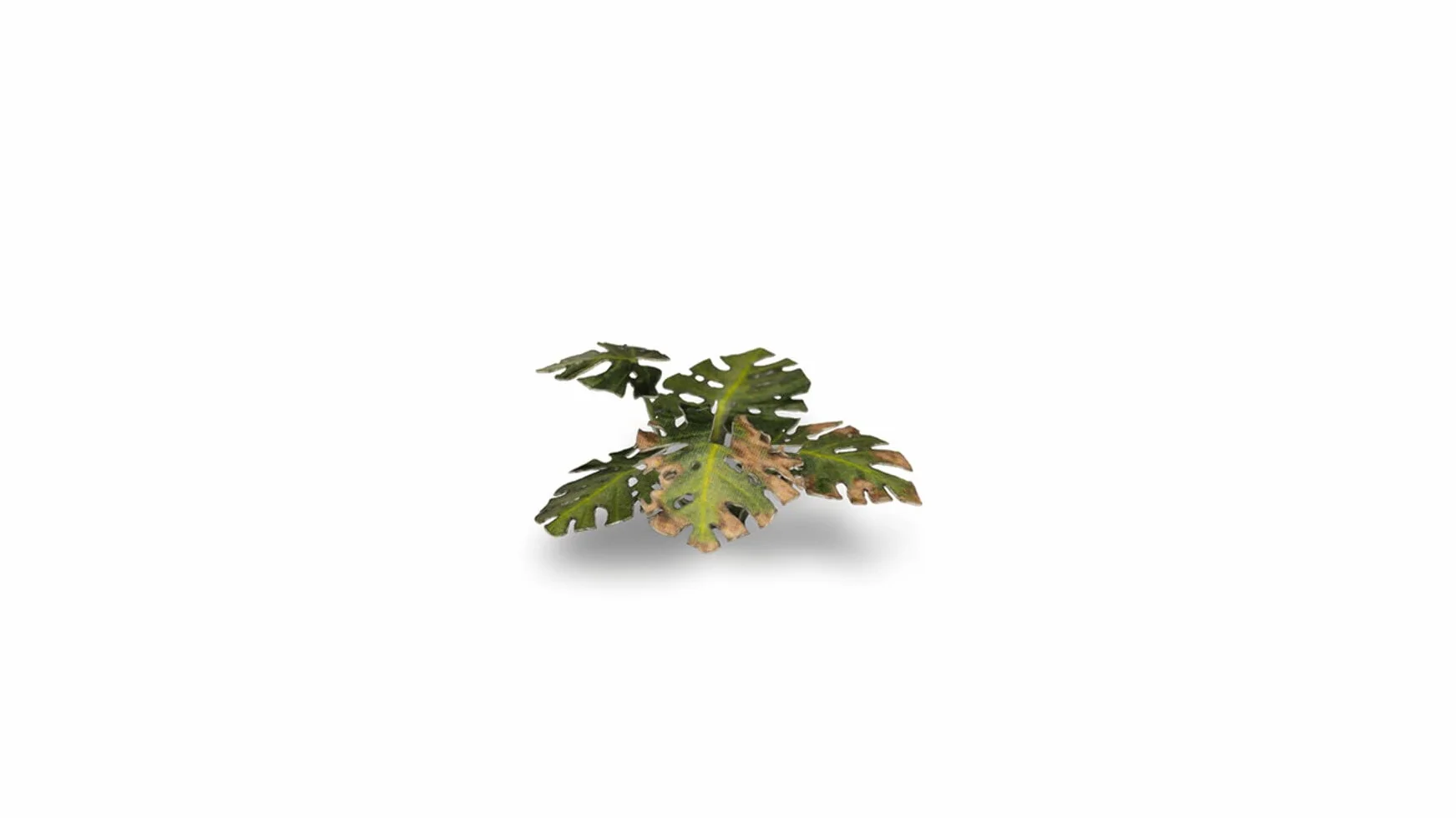 Gamers Grass Laser Plants Monstera