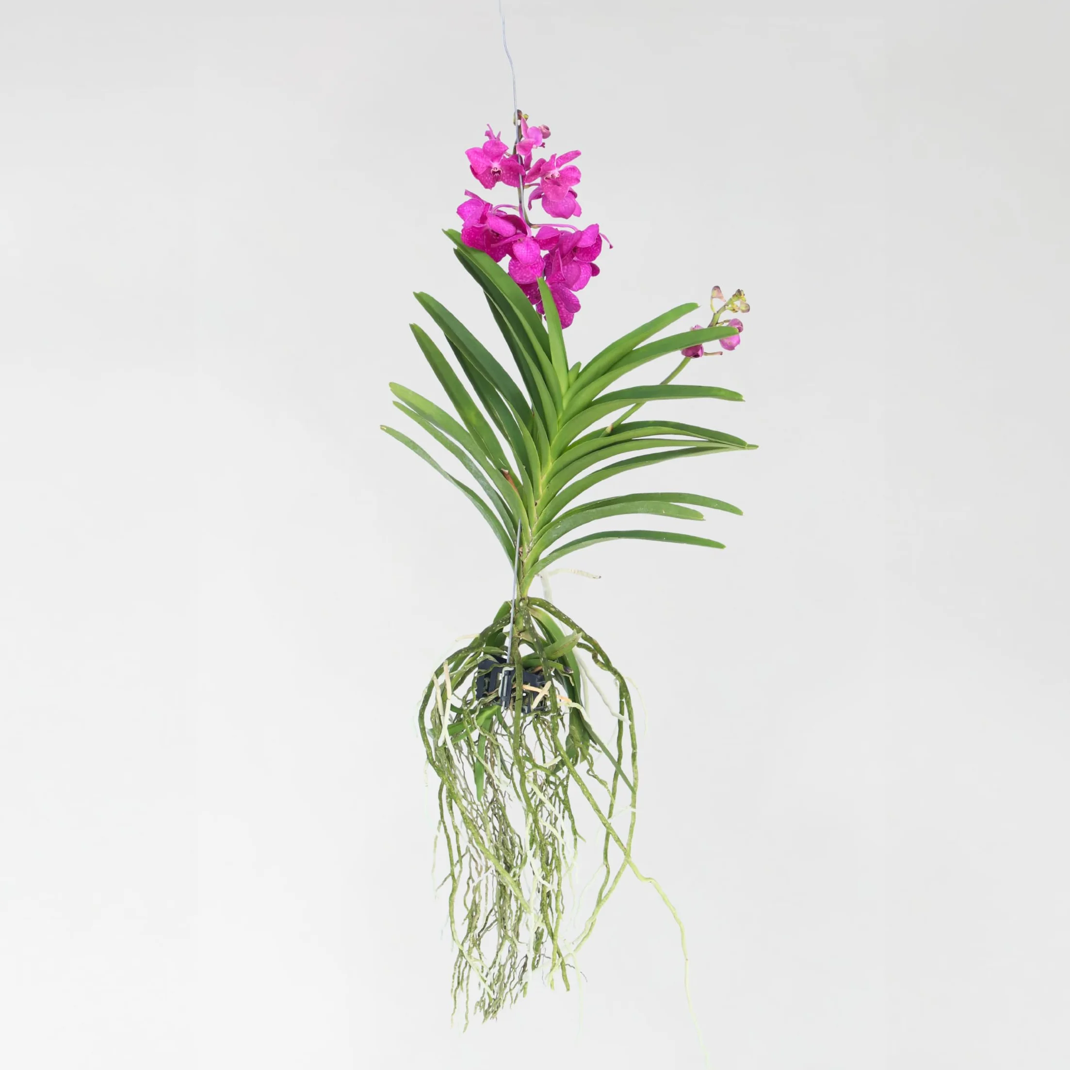 Plant in a Box - Orchidea Vanda 'Tayanee Cerise' - Kremowo-biała - Wysokość 65cm