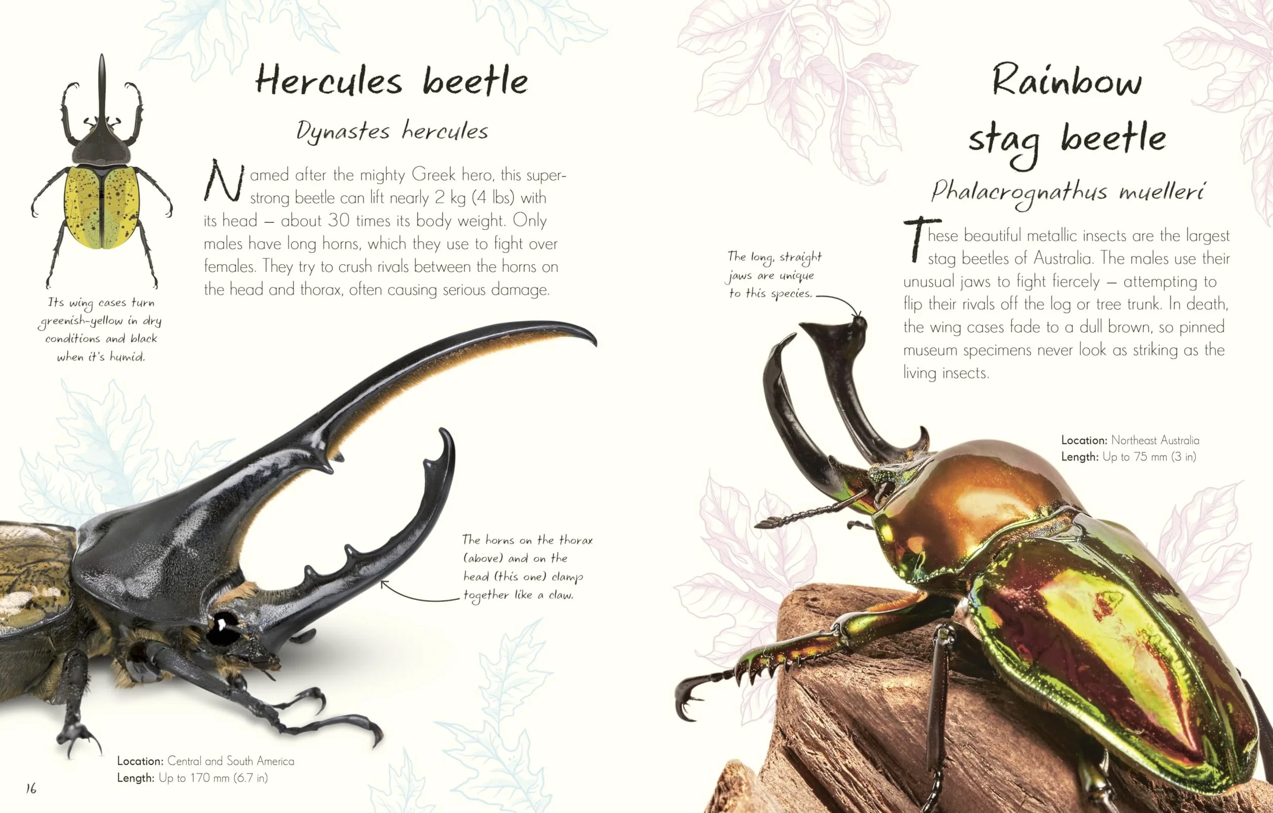 An Anthology of Beetles: A Collection of Brilliant Beetles from Around the World