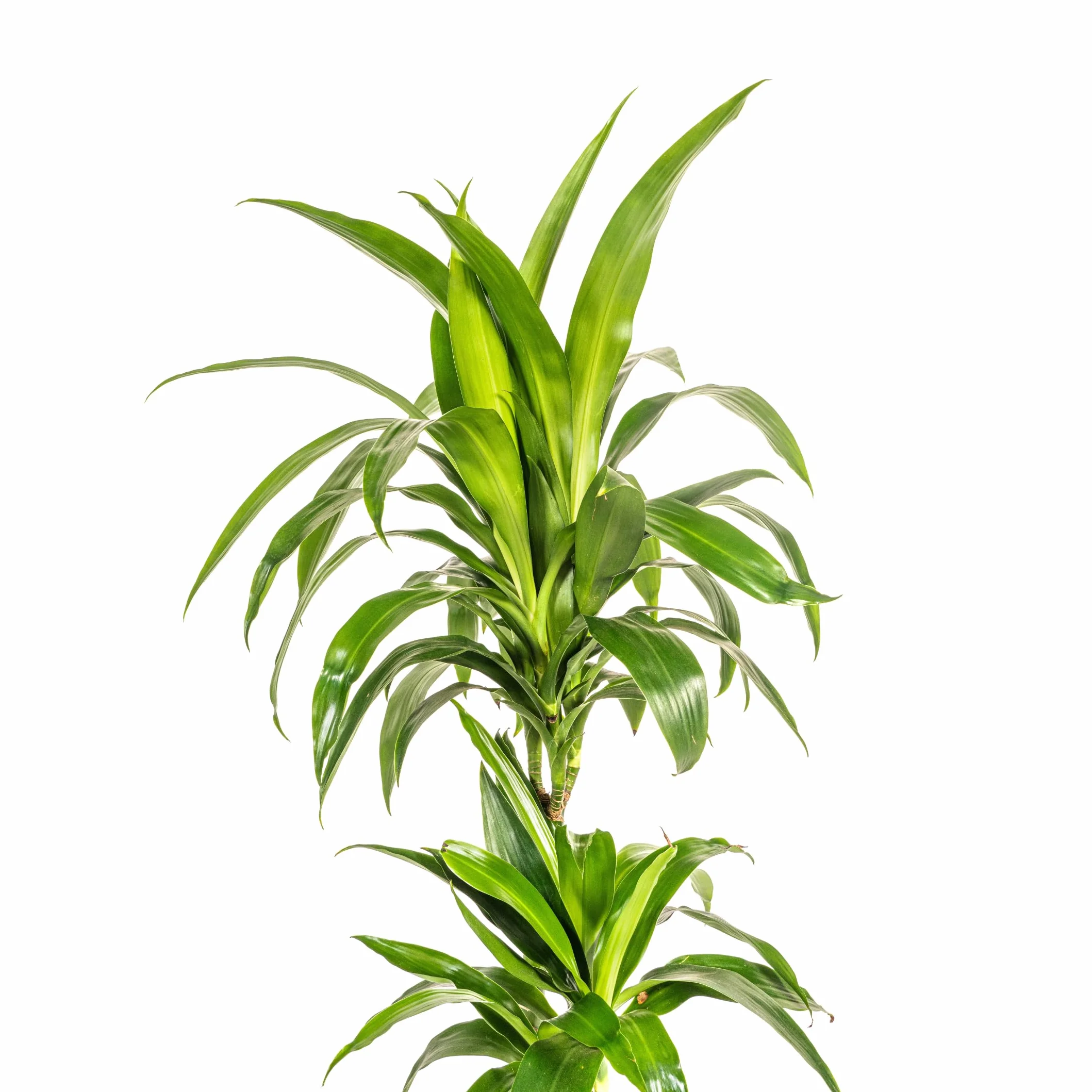 Exotenherz Dracena deremensis "Lisa" – roślina zielona – ok. 70–90 cm wysokości