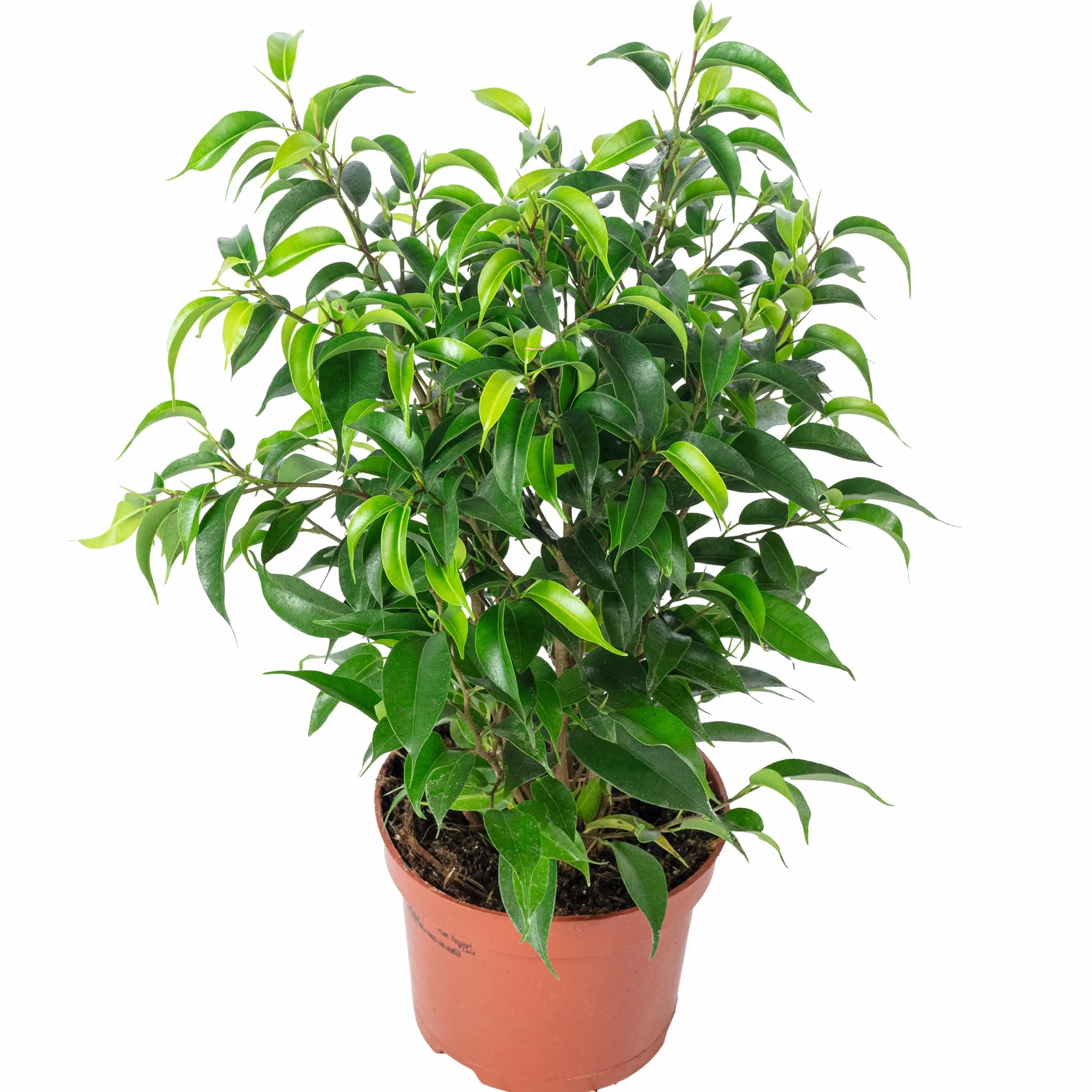 Figa brzozowa "Natasja" rozgałęziona - łatwa w pielęgnacji roślina pokojowa, Ficus benjamini - wysokość ok. 30 cm, średnica doniczki 12 cm