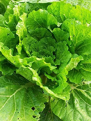 Kapusta pekińska 'Wong Bok' (Brassica rapa) 200 nasion Kapusta selerowa Kapusta pekińska Kapusta japońska kimchi