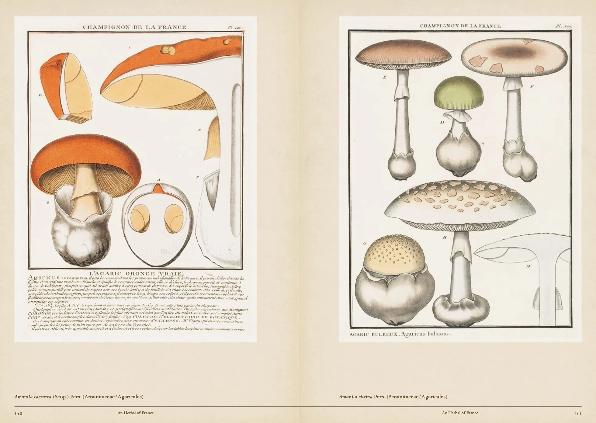 Mushroom Botanical Art /anglais