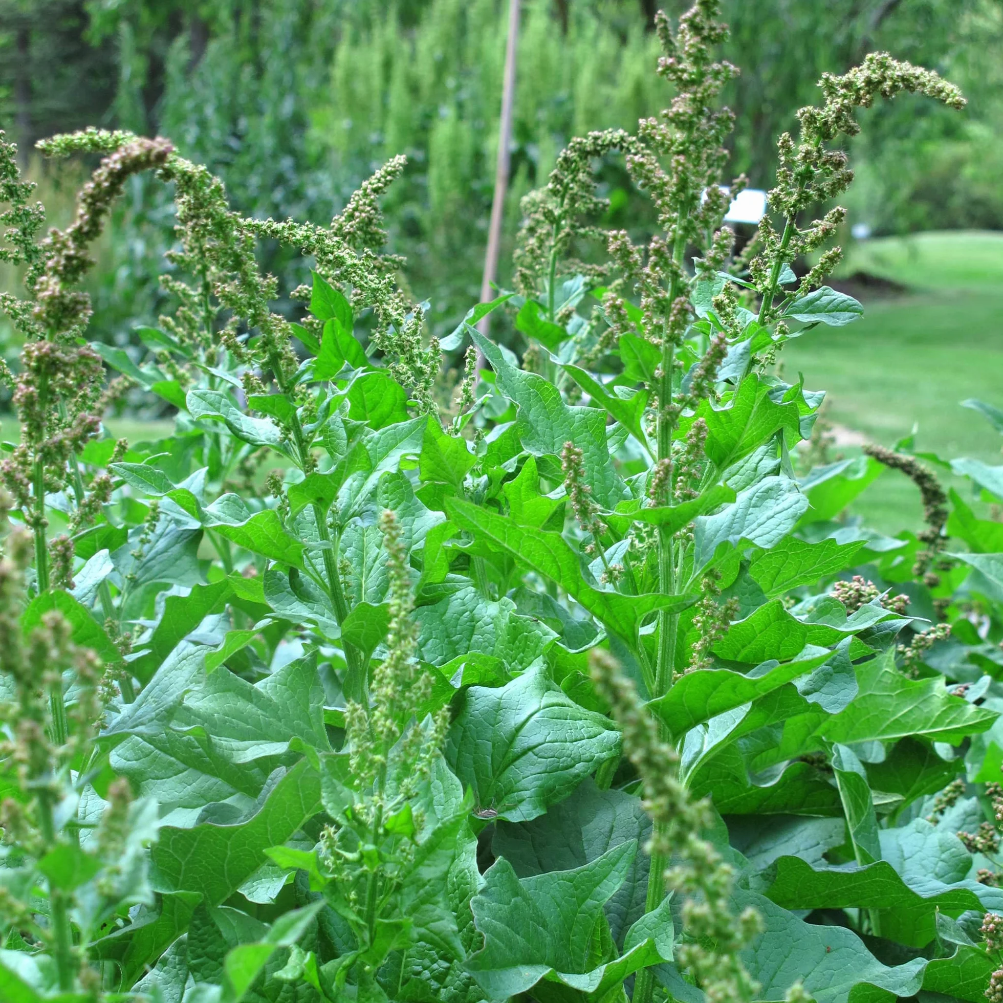 Good Henry (Chenopodium bonus-henricus) 200 nasion Dziki szpinak