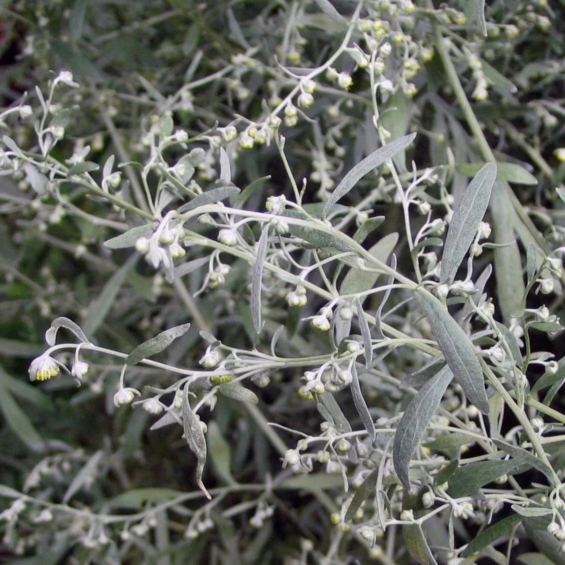 Piołun (Artemisia absinthium) - ok. 4000 nasion