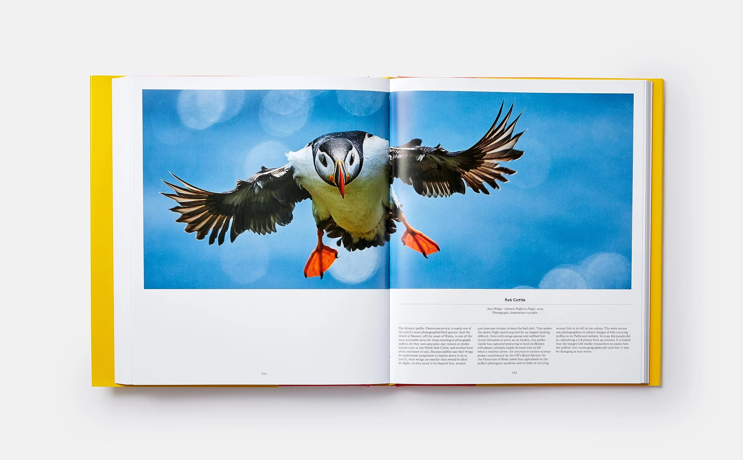 Bird: Exploring the winged world