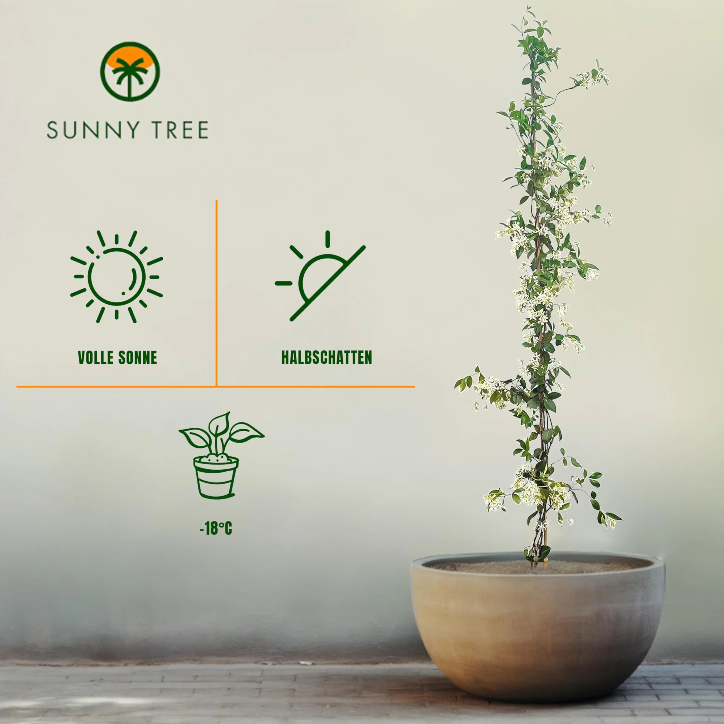 Sunny Tree - 2 szt. jaśmin - toskański jaśmin - Trachelospermum Jasminoides - 120 cm - Roślina pnąca - Mrozoodporna - A+