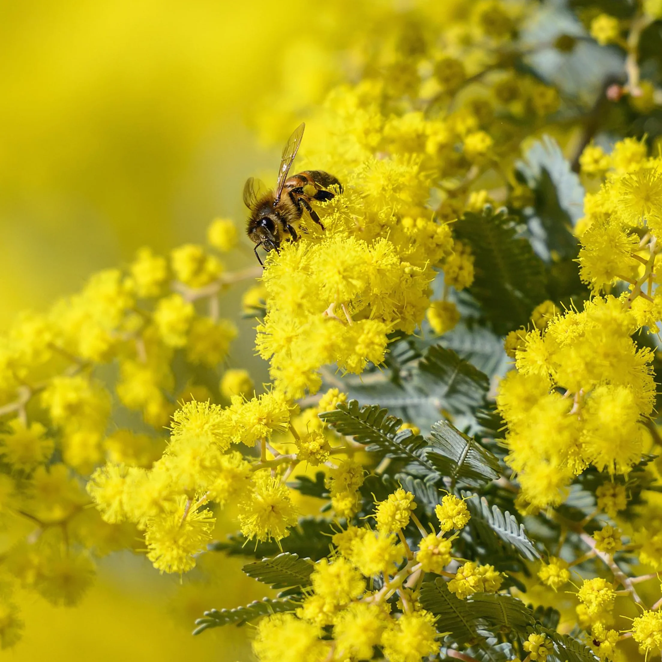Plant in a Box - Akacja Srebrzysta - Acacia dealbata Mimosa - Zestaw 3 sztuk - Doniczka 9 cm - Wysokość 25-40cm - Rośliny ogrodowe