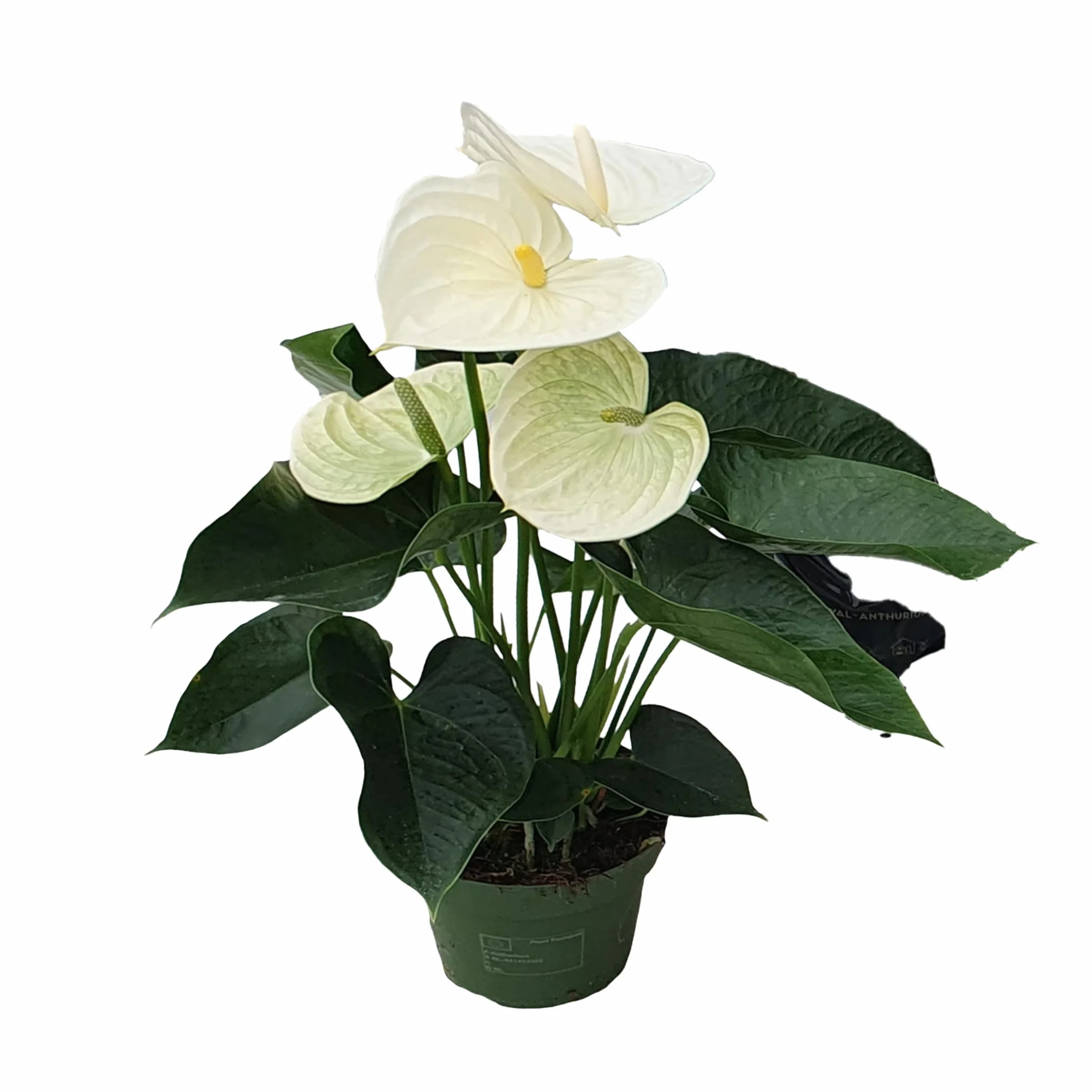 Plant in a Box - Biały anthurium - Zestaw 1 - Anthurium 'Alpine White' - Wysokość 40-55cm - ø 14cm - Roślina doniczkowa kwitnąca - Biały