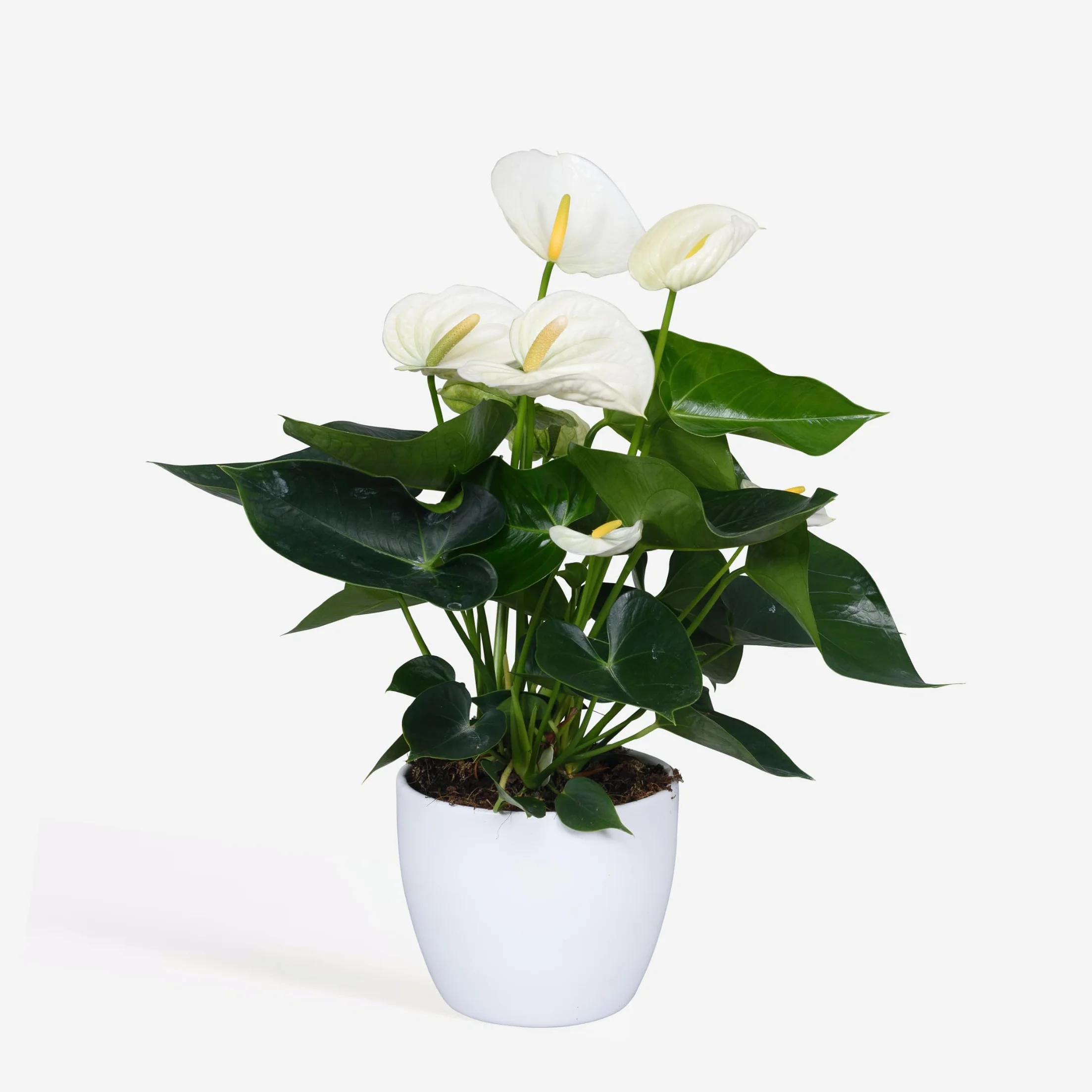 Plant in a Box - Biały anthurium - Zestaw 1 - Anthurium 'Alpine White' - Wysokość 40-55cm - ø 14cm - Roślina doniczkowa kwitnąca - Biały