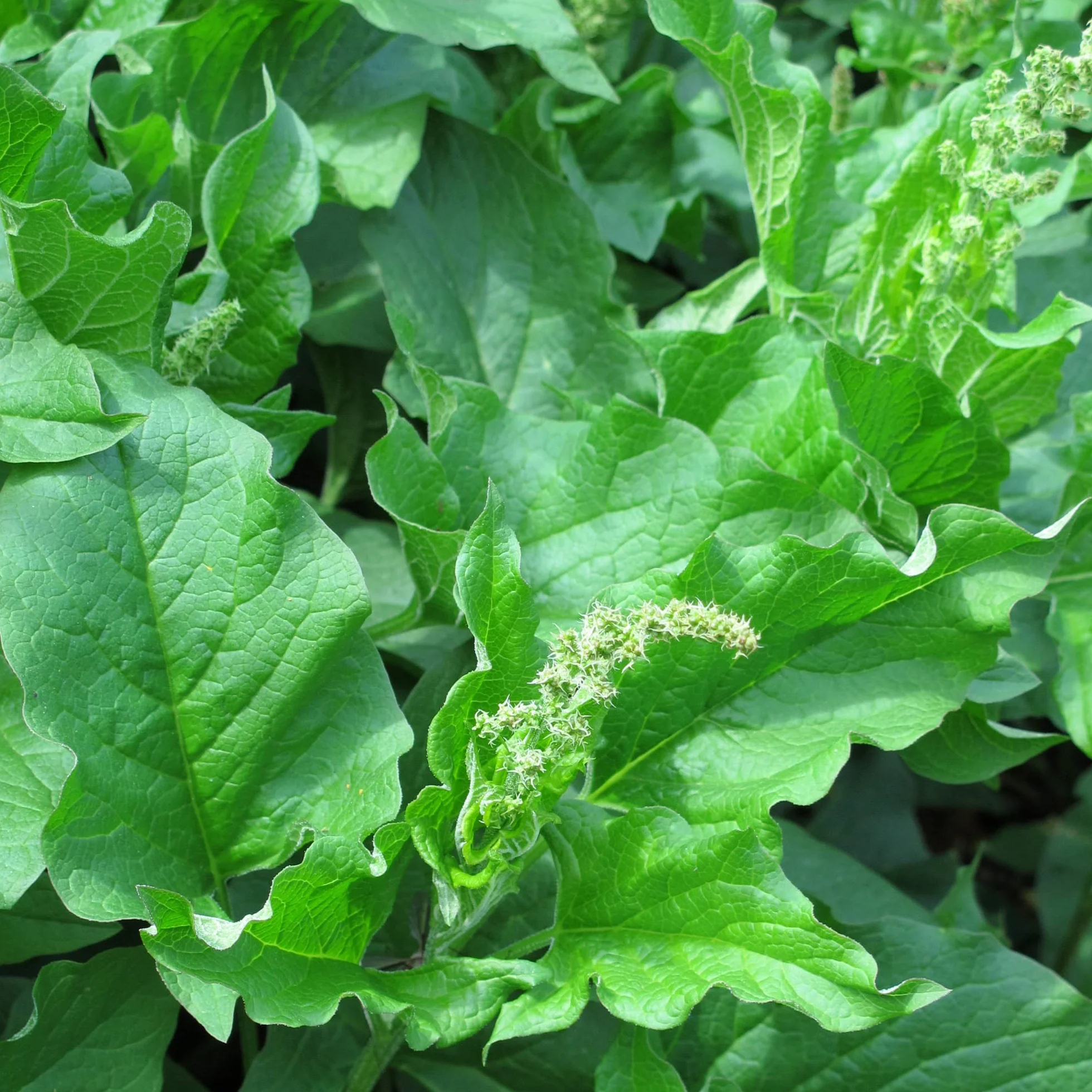 Good Henry (Chenopodium bonus-henricus) 200 nasion Dziki szpinak