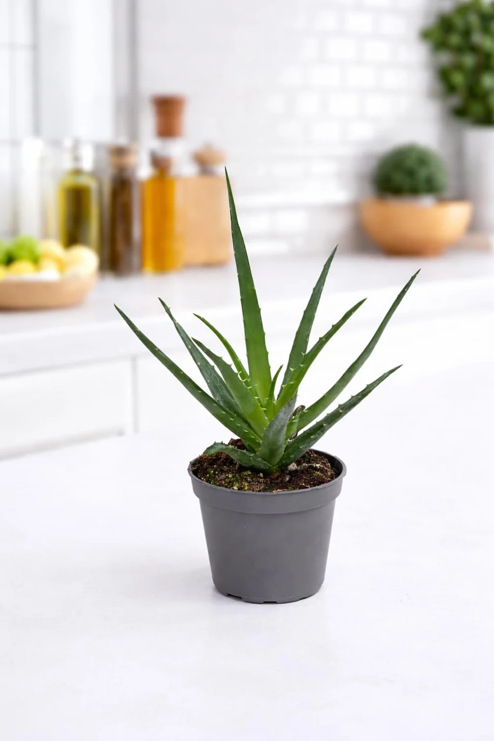 Roślina Aloe Vera 25 cm – prawdziwy aloes – roślina pokojowa