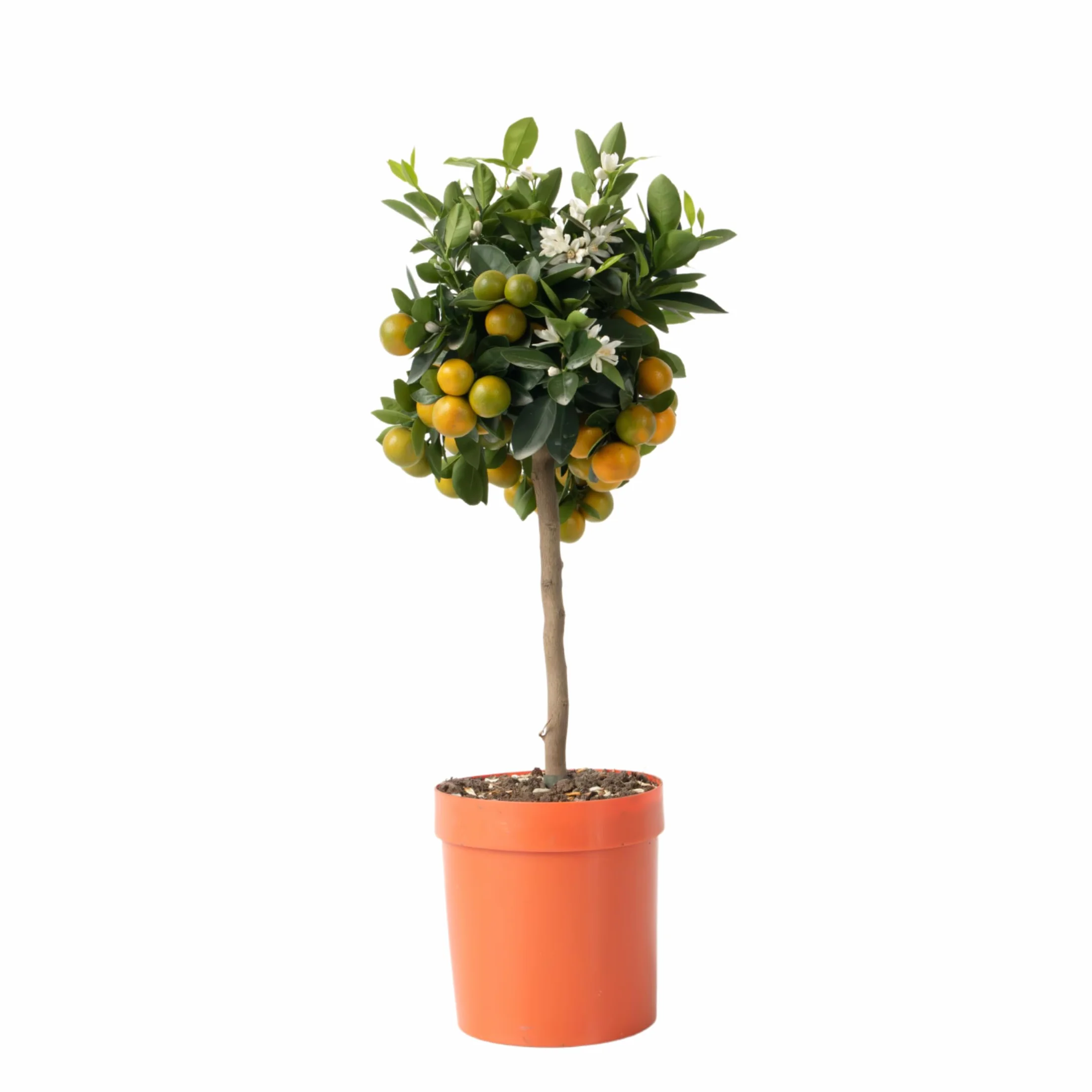 Plant in a Box - Citrus Calamondin - Kalamondyna - Drzewko cytrusowe - Doniczka 19cm - Wysokość 55-65cm