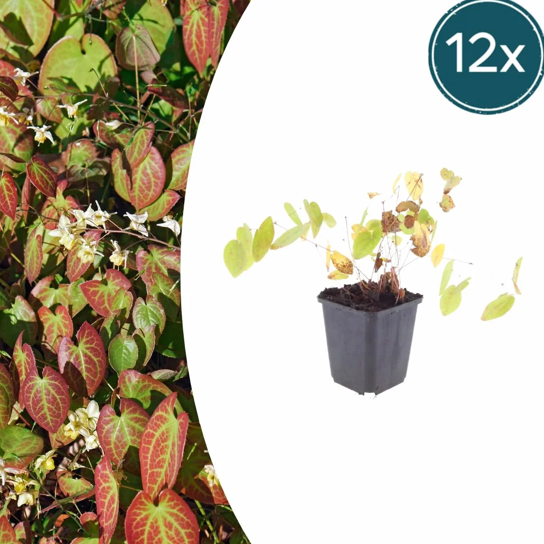 Kwiat elfów Epimedium × youngianum 'Niveum' – 12 roślin – 10-25 cm – Ø 9 cm – biała roślina cienia – mrozoodporna roślina okrywowa do ogrodu i zagrodowej krawędzi