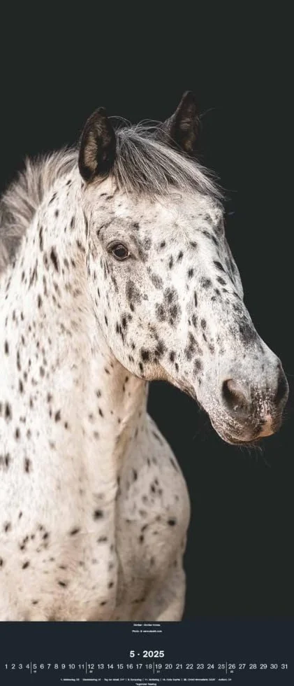 N NEUMANNVERLAGE - Beautiful Horses 2025 Wandkalender, 30x70cm, Kalender mit zwölf grandiosen Pferdeportraits, außergewöhnliche Aufnahmen, Spiralbindung und internationales Kalendarium