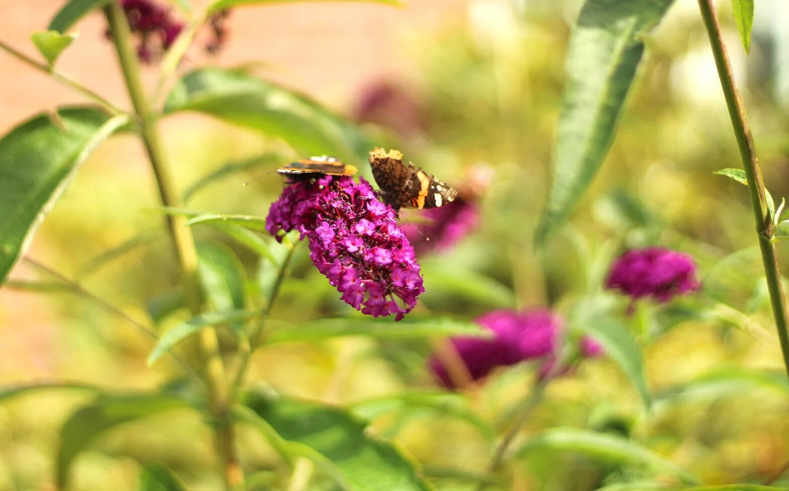 Letni bzy krzew motyla "Buddleja Davidii Royal Red" 60-80 cm mrozoodporny hodowla na świeżym powietrzu