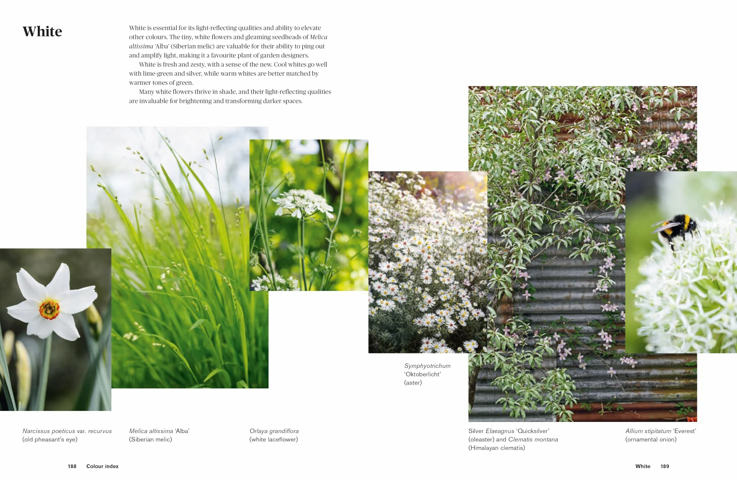 Colour in the Garden: Stylish Ideas for Year-Round Colour